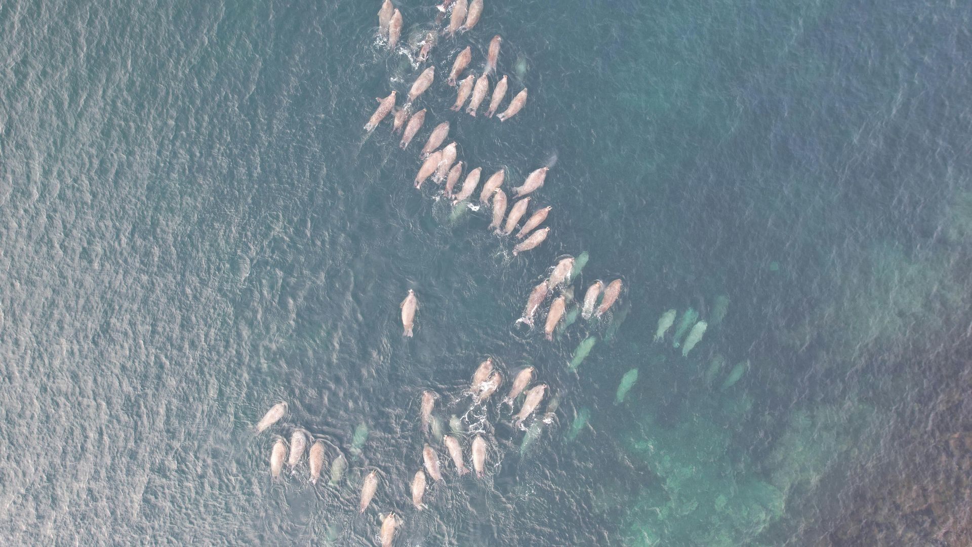 Aerial view of a herd of dugongs swimming in dark blue water.