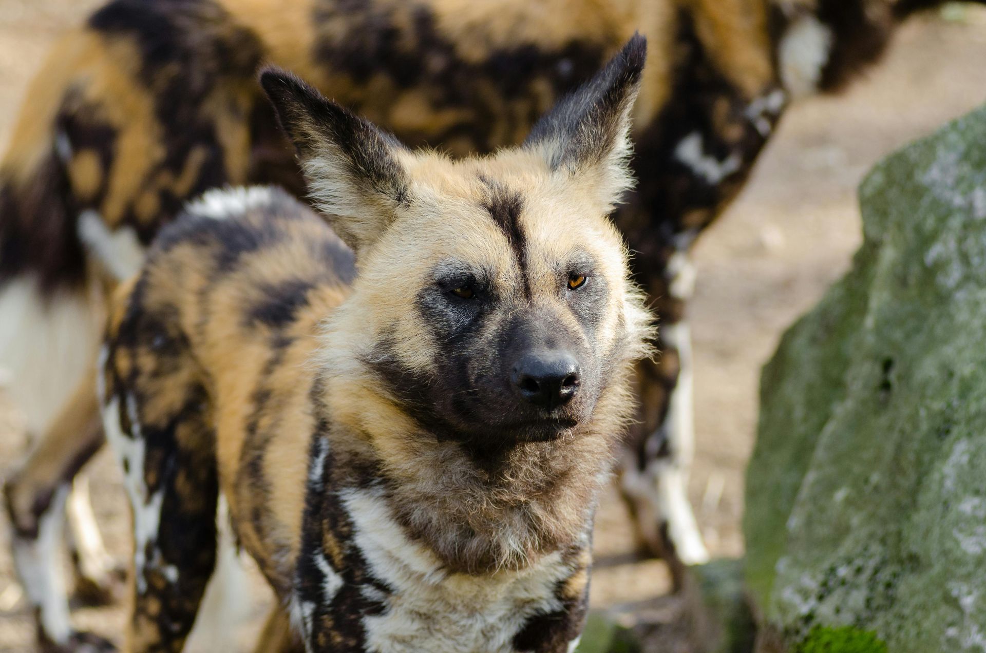 African wild dogs standing together outdoors, with one in sharp focus and others blurred behind