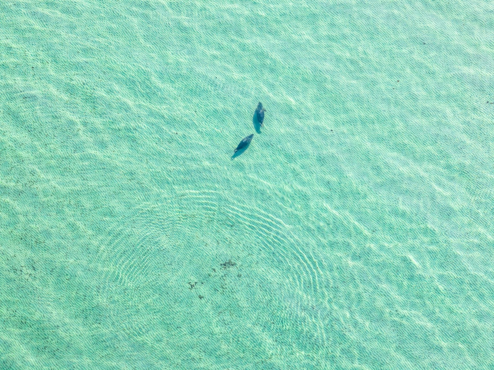 Two dugongs swimming in clear turquoise water overhead.