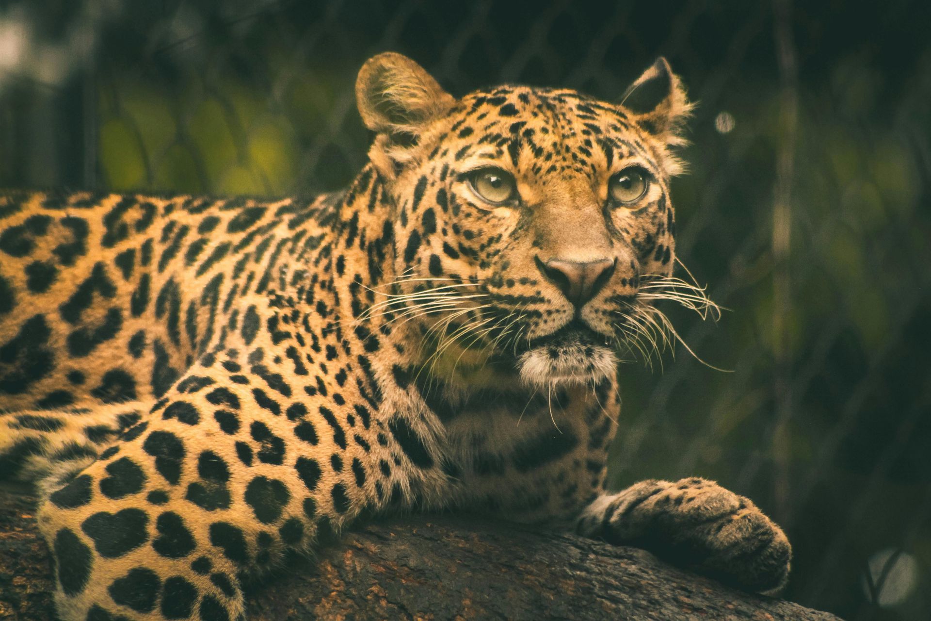 Leopard resting on a log in tall grass, alert and looking toward the camera.
