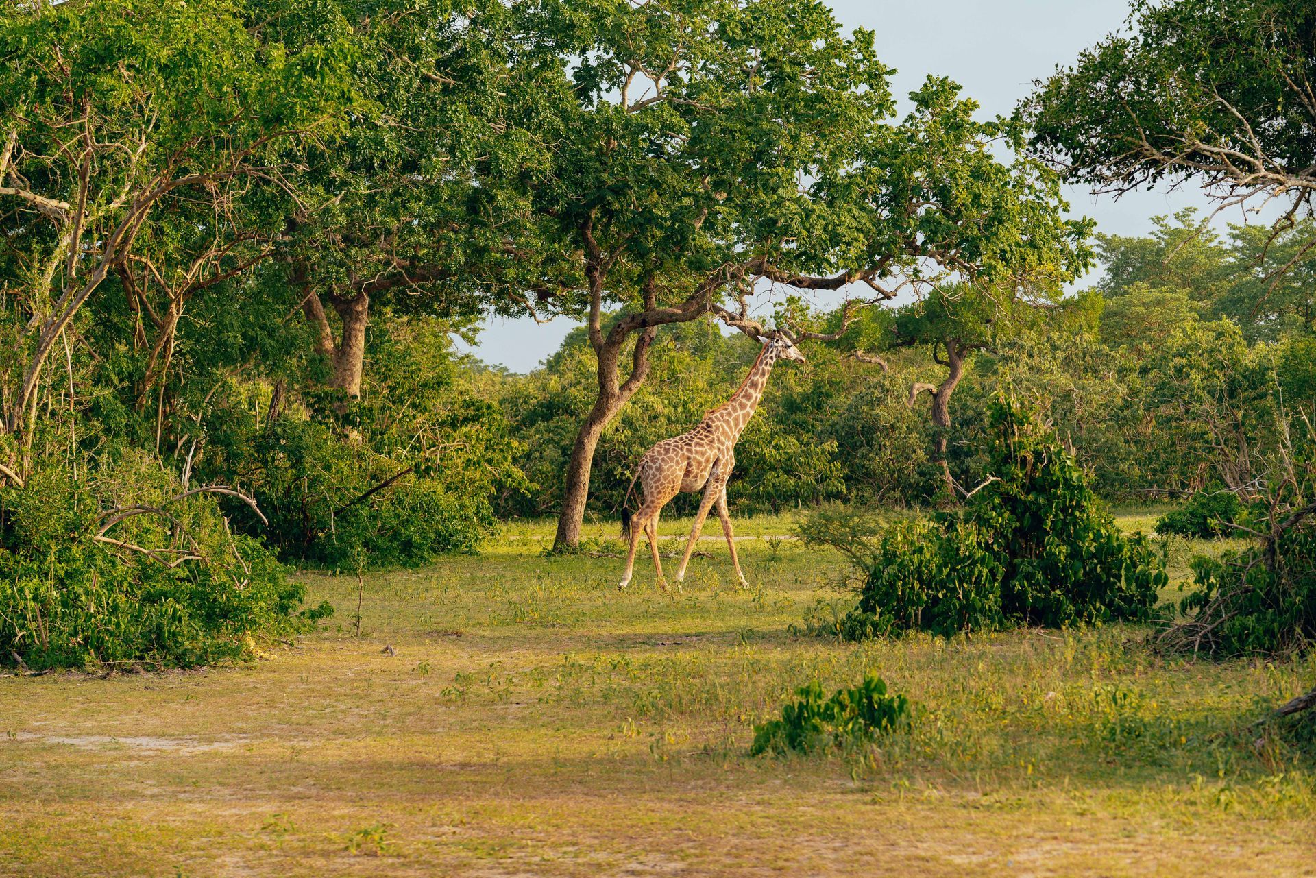 Giraffe standing in a sunlit grassy clearing surrounded by green trees and bushes.