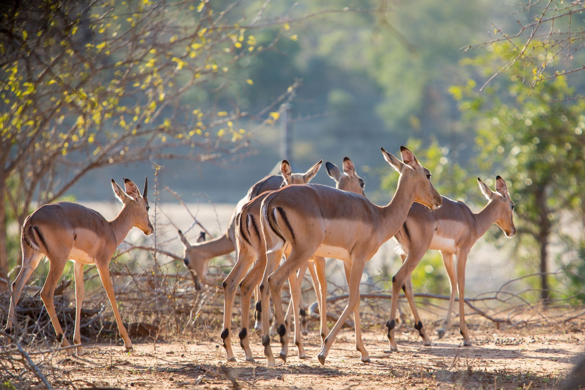 A herd of deer grazing in a sunlit woodland clearing