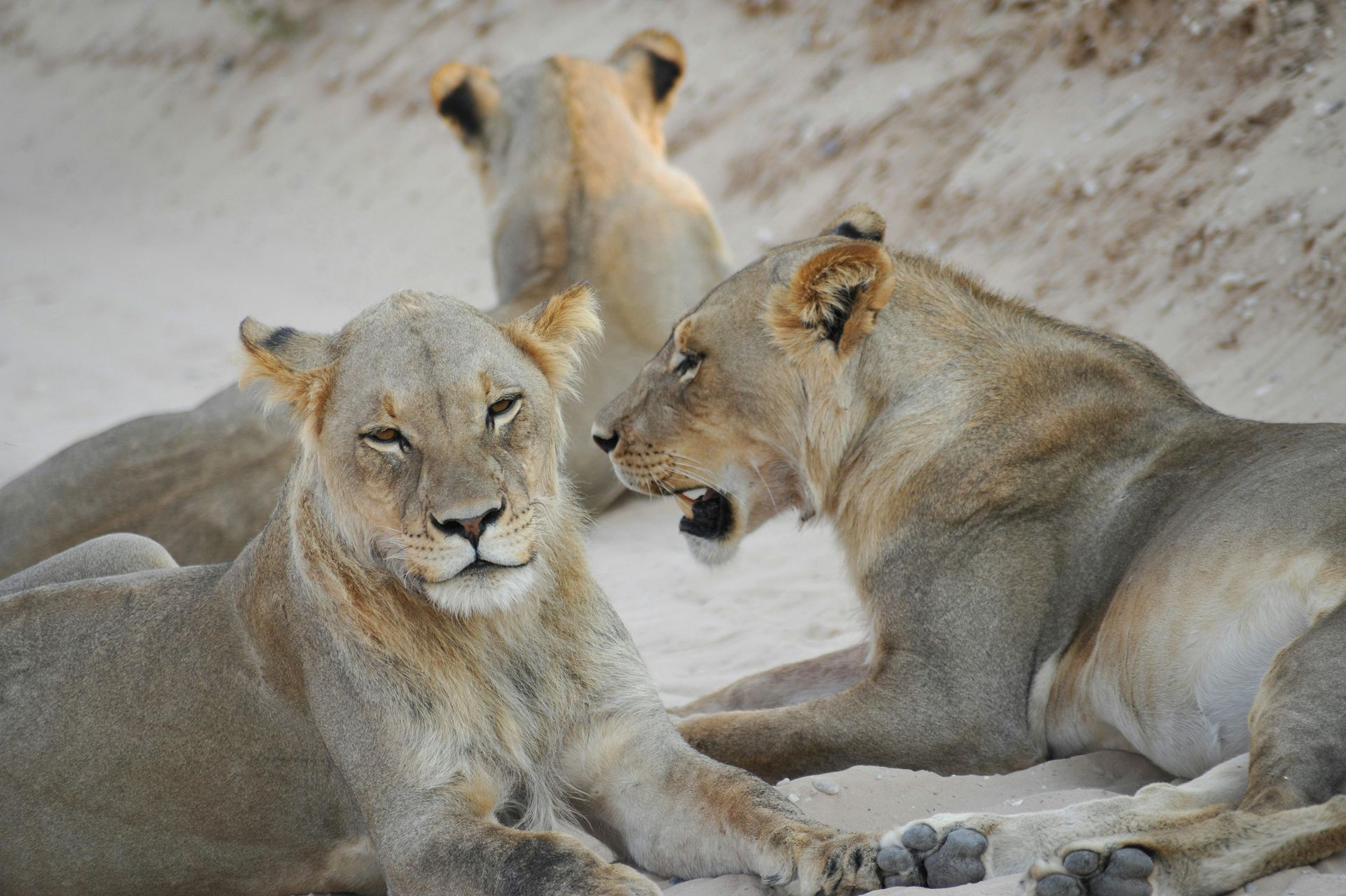 Three lions resting on rocky ground, one yawning, in a sandy setting.