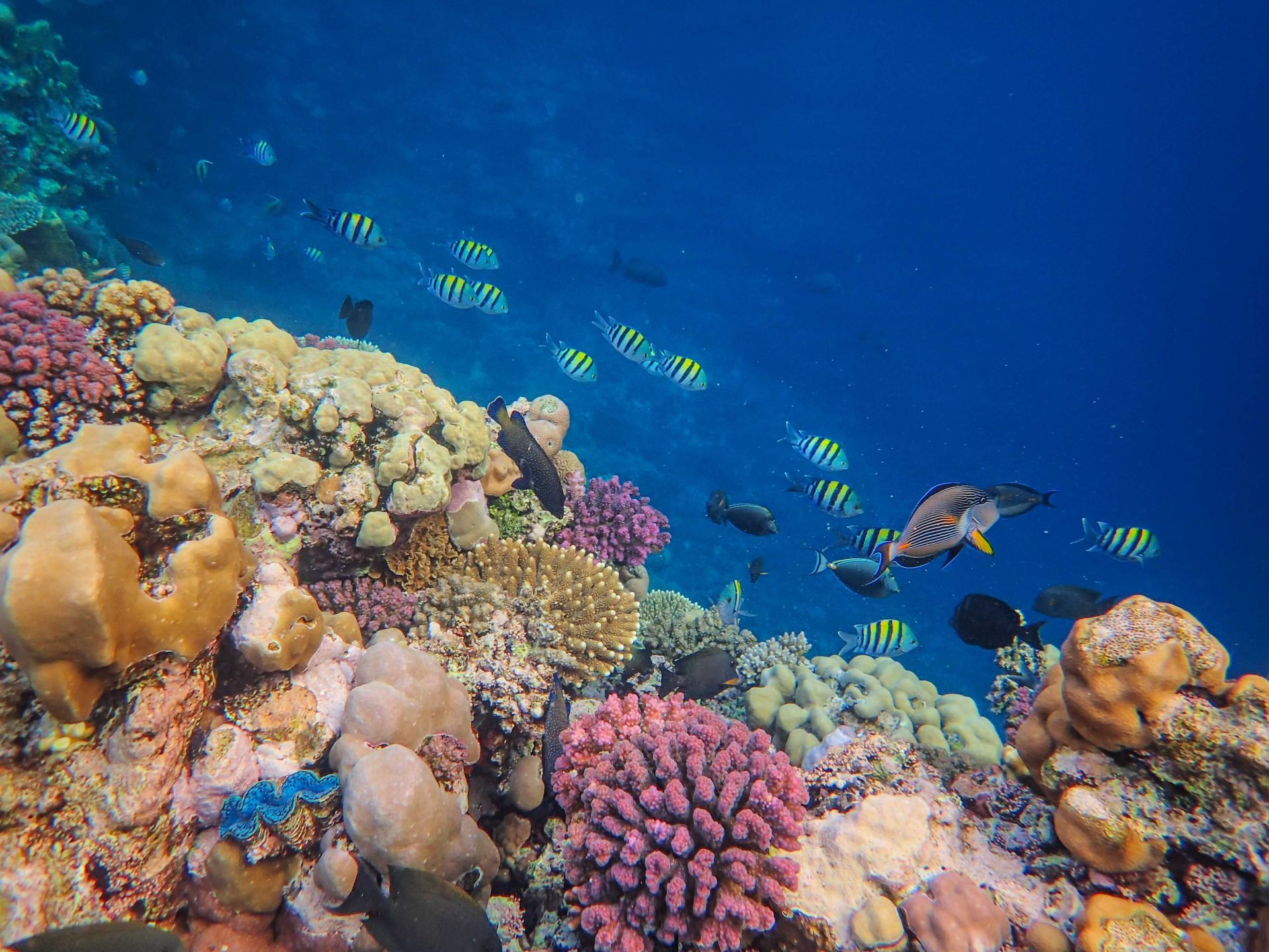 Colorful coral reef with tropical fish swimming in clear blue water