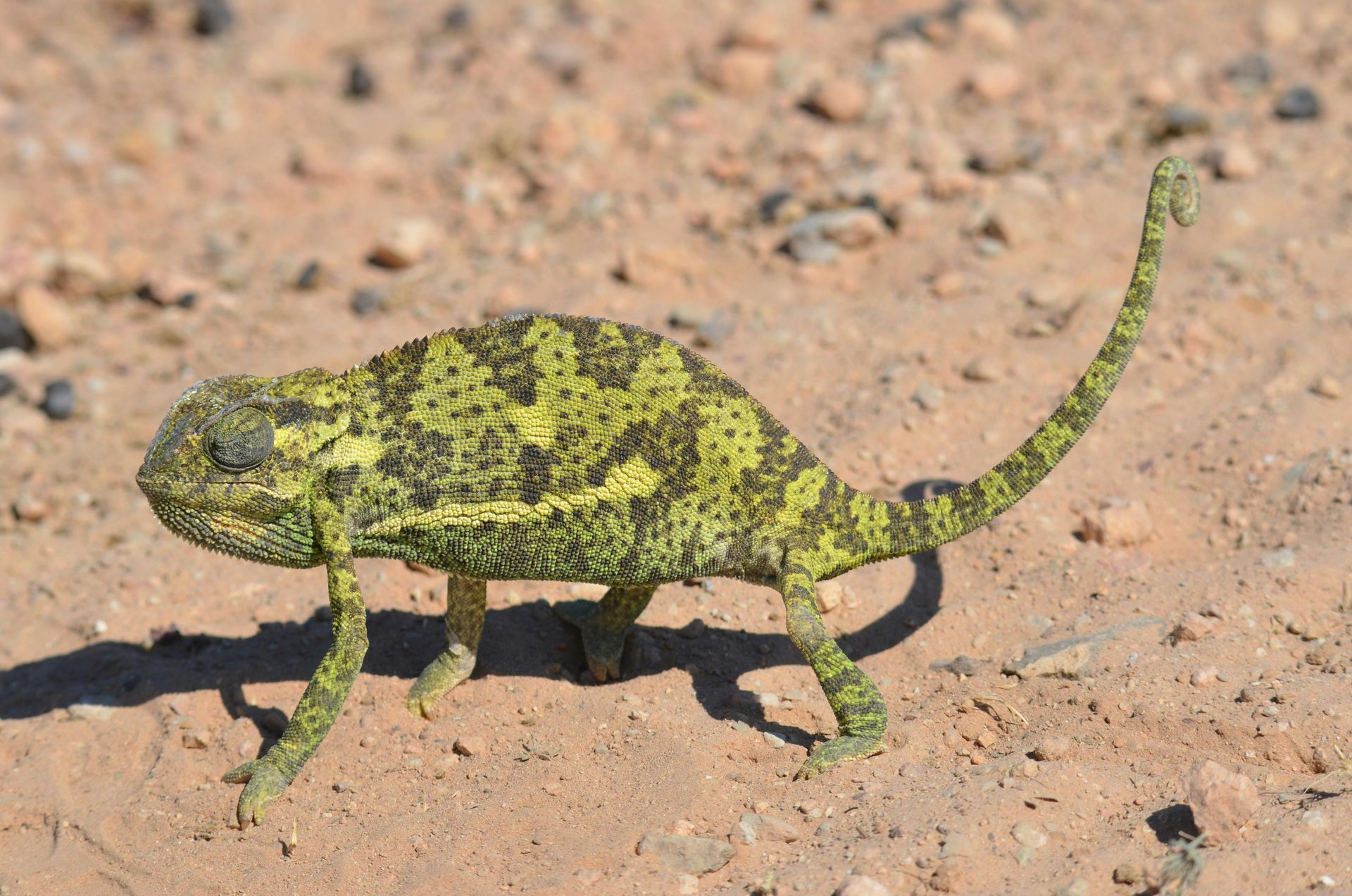 Green and black chameleon walking on sandy ground with tail raised