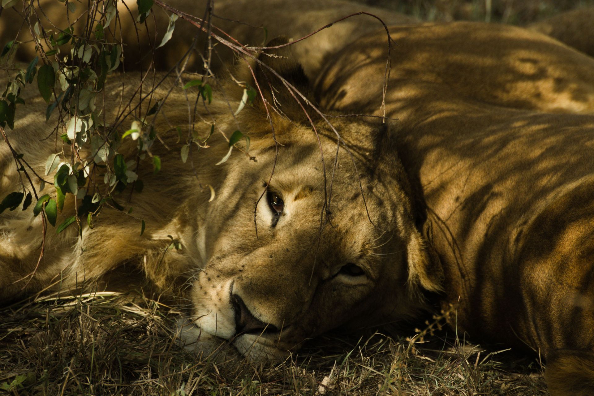 Lion resting in dry grass and dappled shade, eyes partly closed.