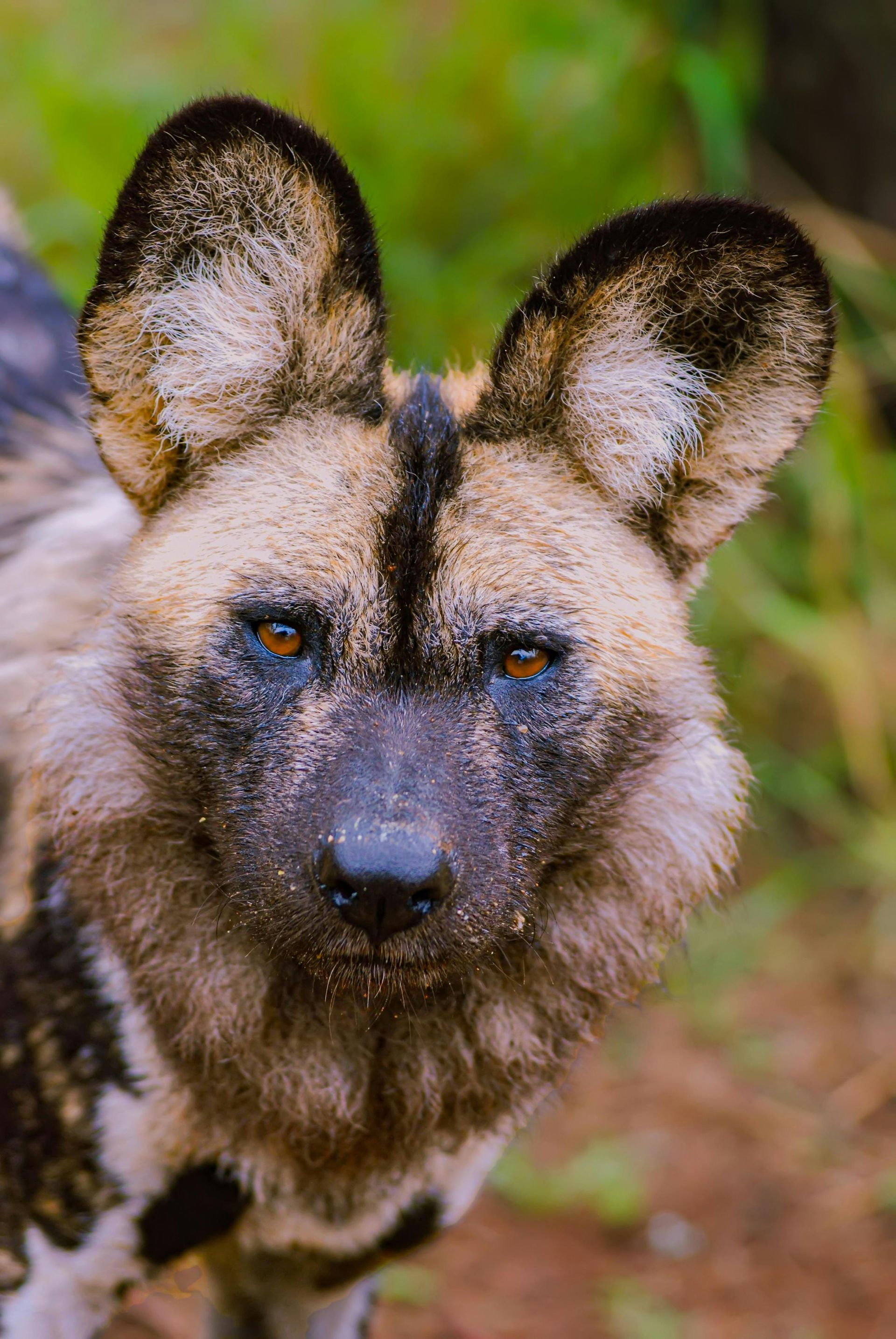 African wild dog staring forward in a blurred green setting