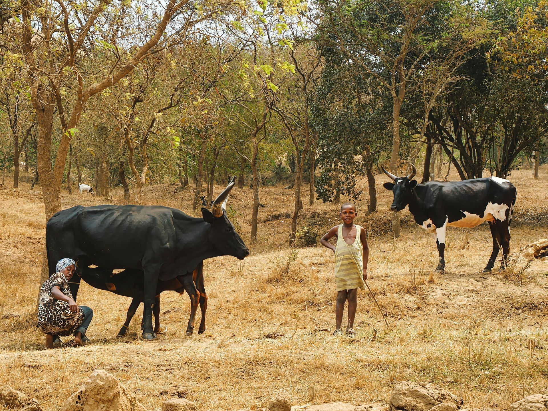 People tending cattle in a dry wooded field, with two black-and-white cows and a child standing nearby.