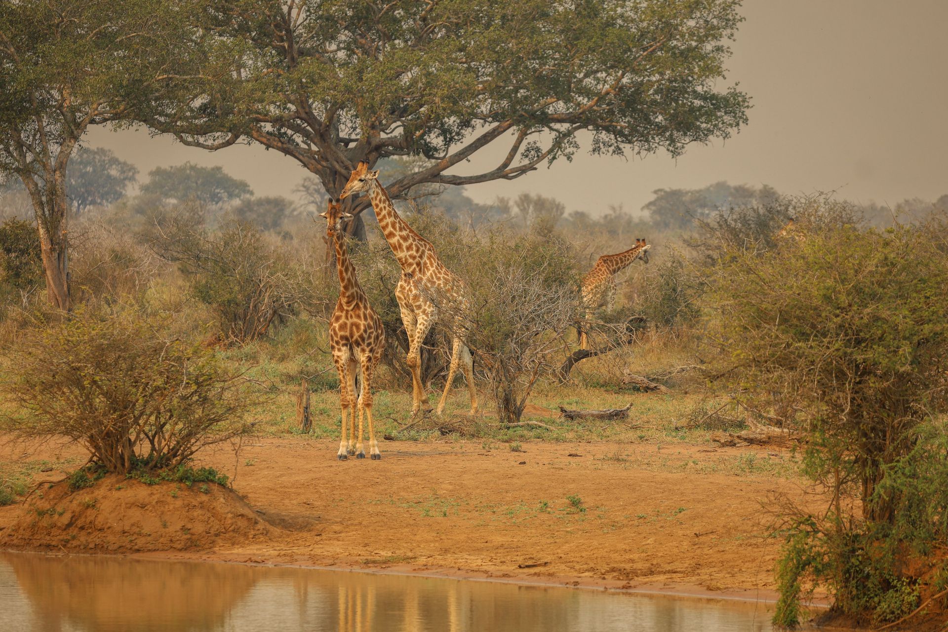 Giraffes grazing beside a waterhole in a dry savanna with trees and brush