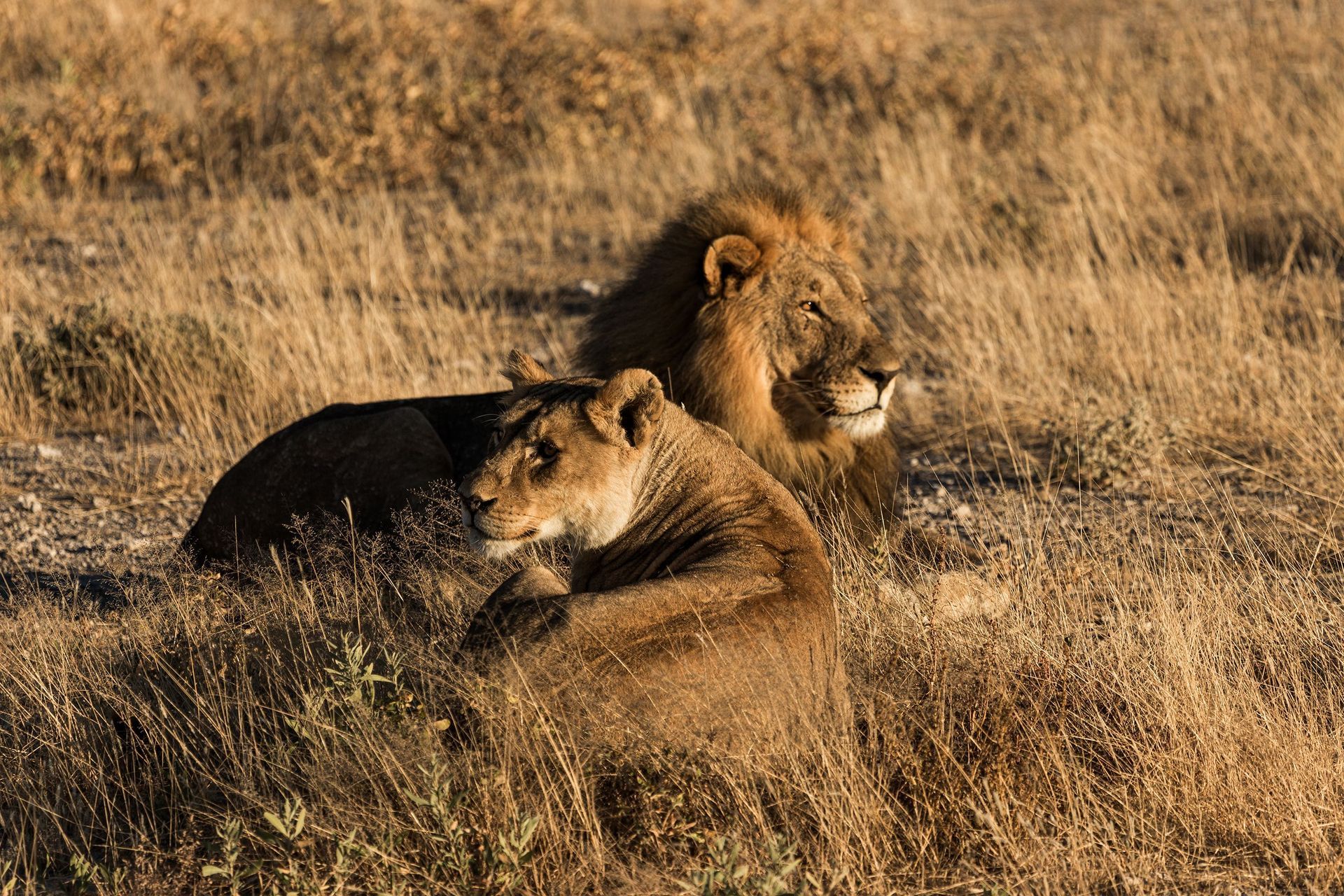 Two lions resting in dry grassland, one lying down and one looking ahead.