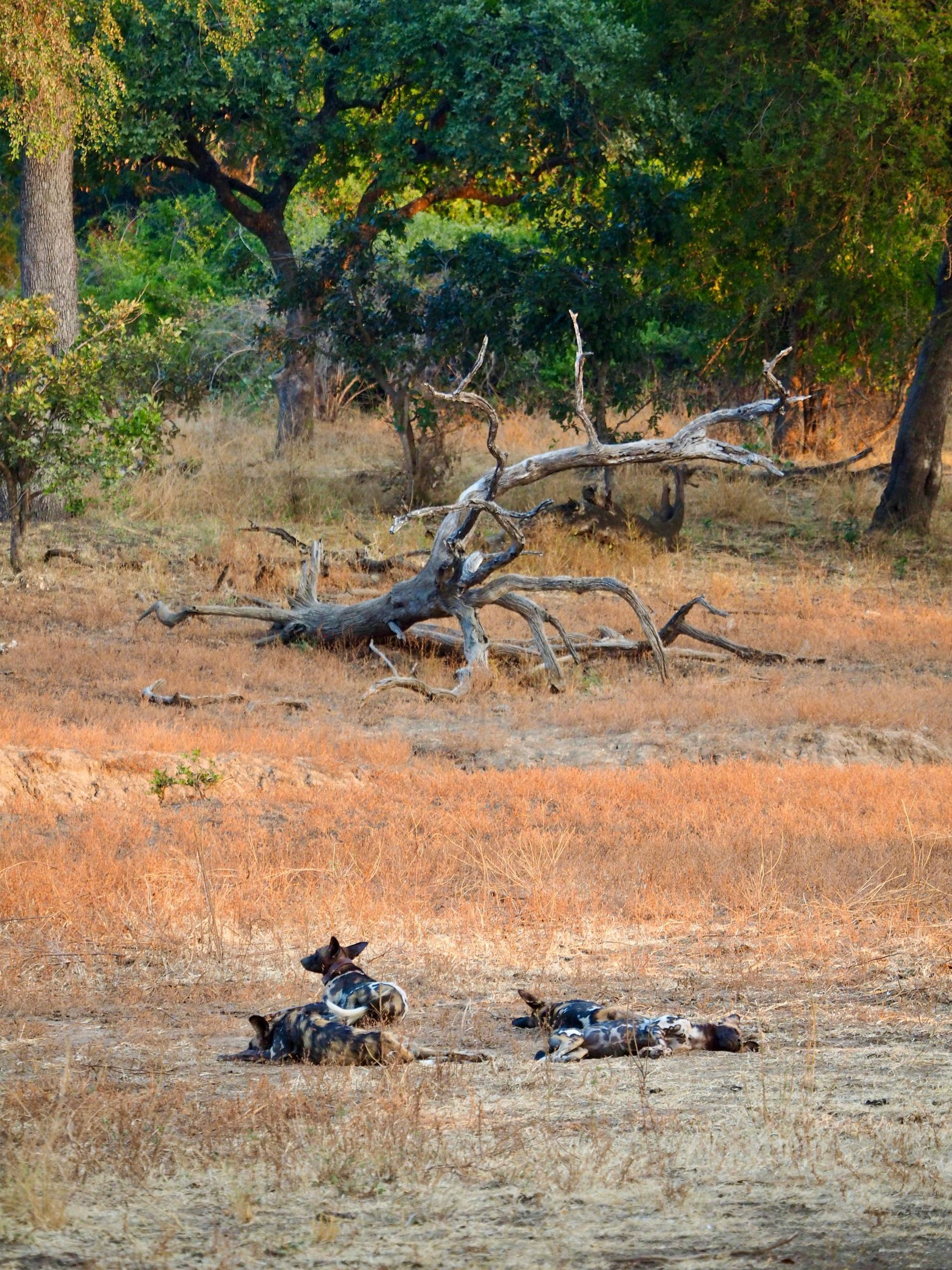 Dry woodland with fallen tree, orange ground, and two small piles of debris in the foreground