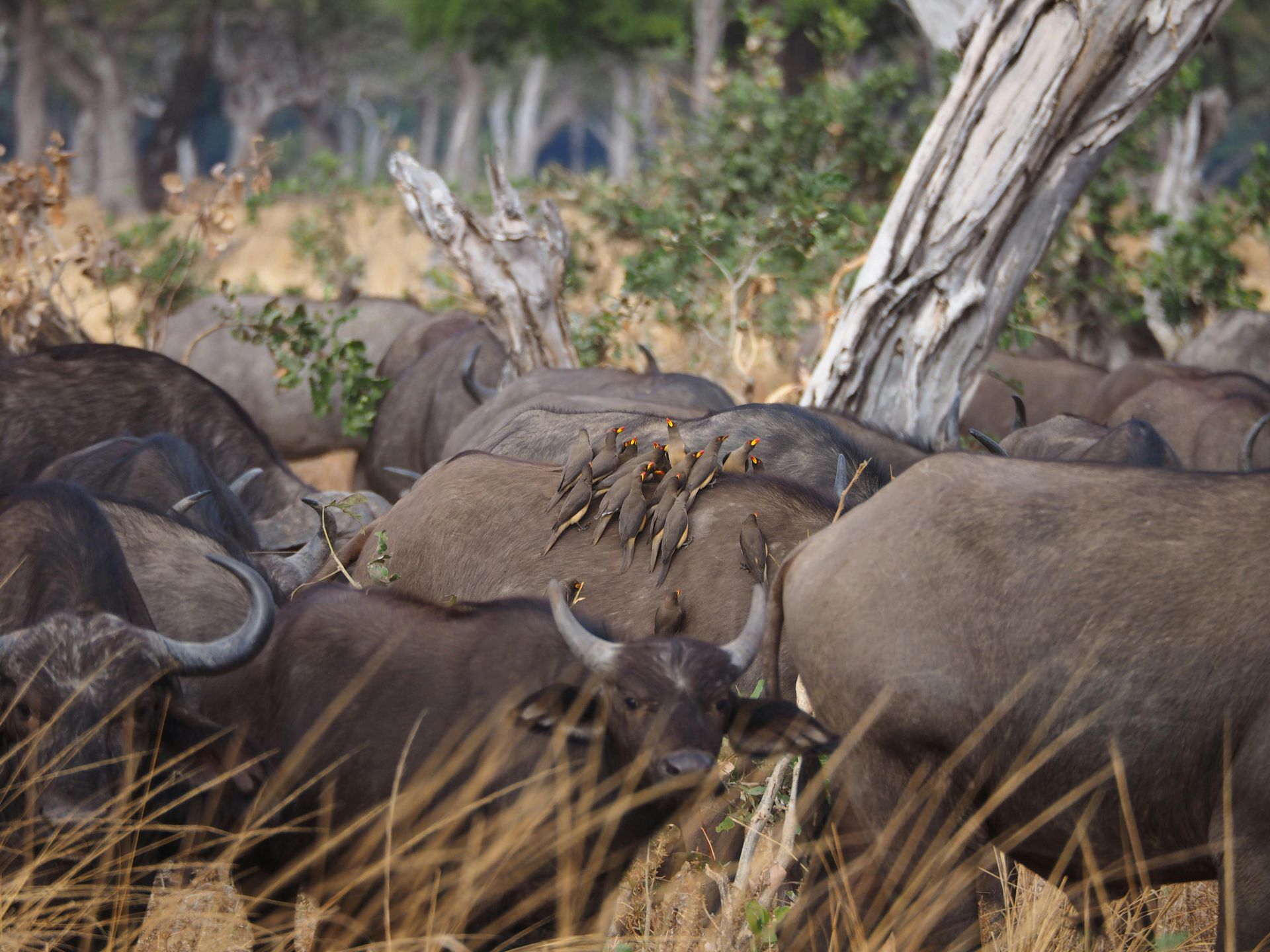 A herd of dark buffalo standing in tall grass near a fallen tree