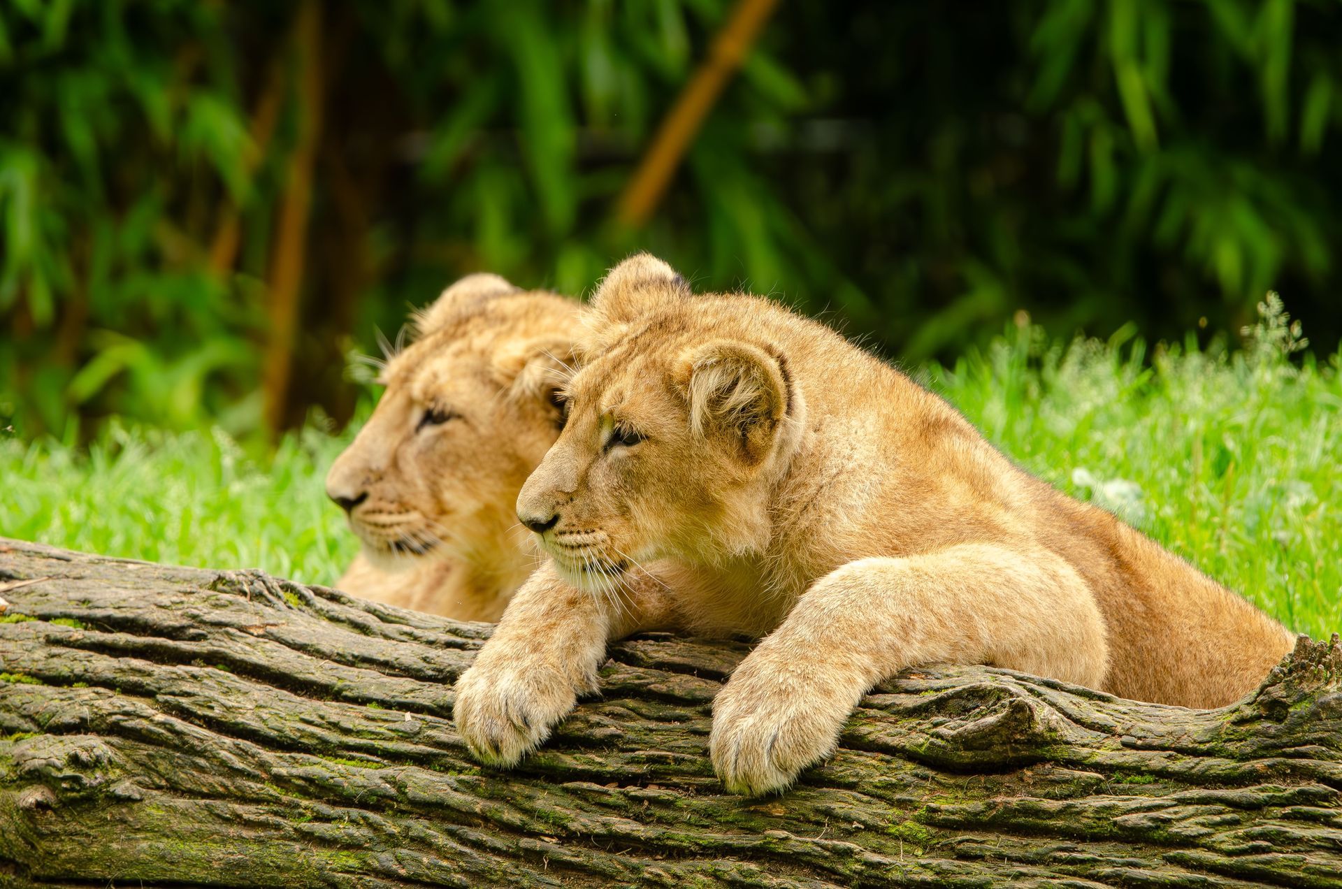 Two lion cubs resting on a log in green grass, with a blurred leafy background