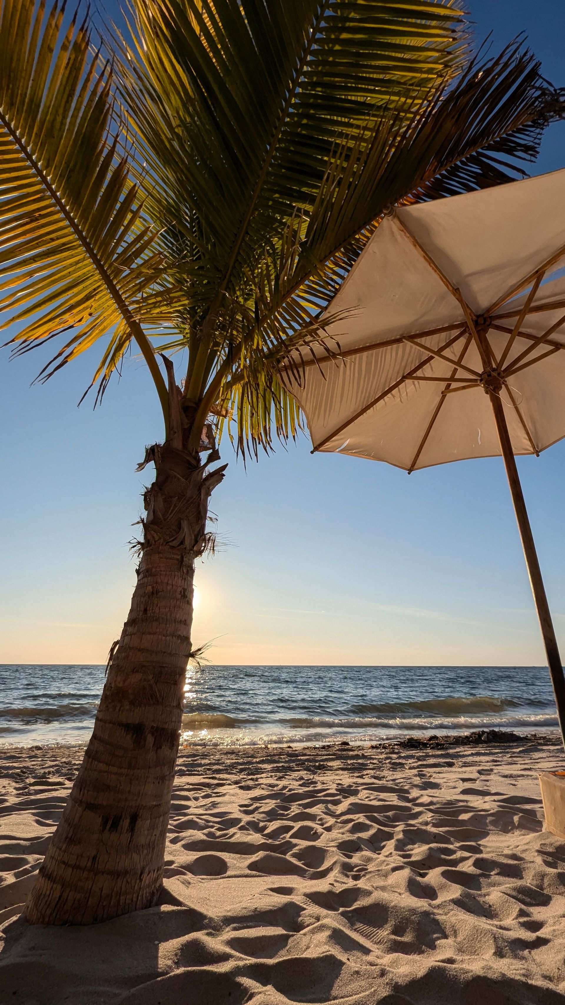 Palm tree and beach umbrella on a sunny sandy beach with ocean waves in the background