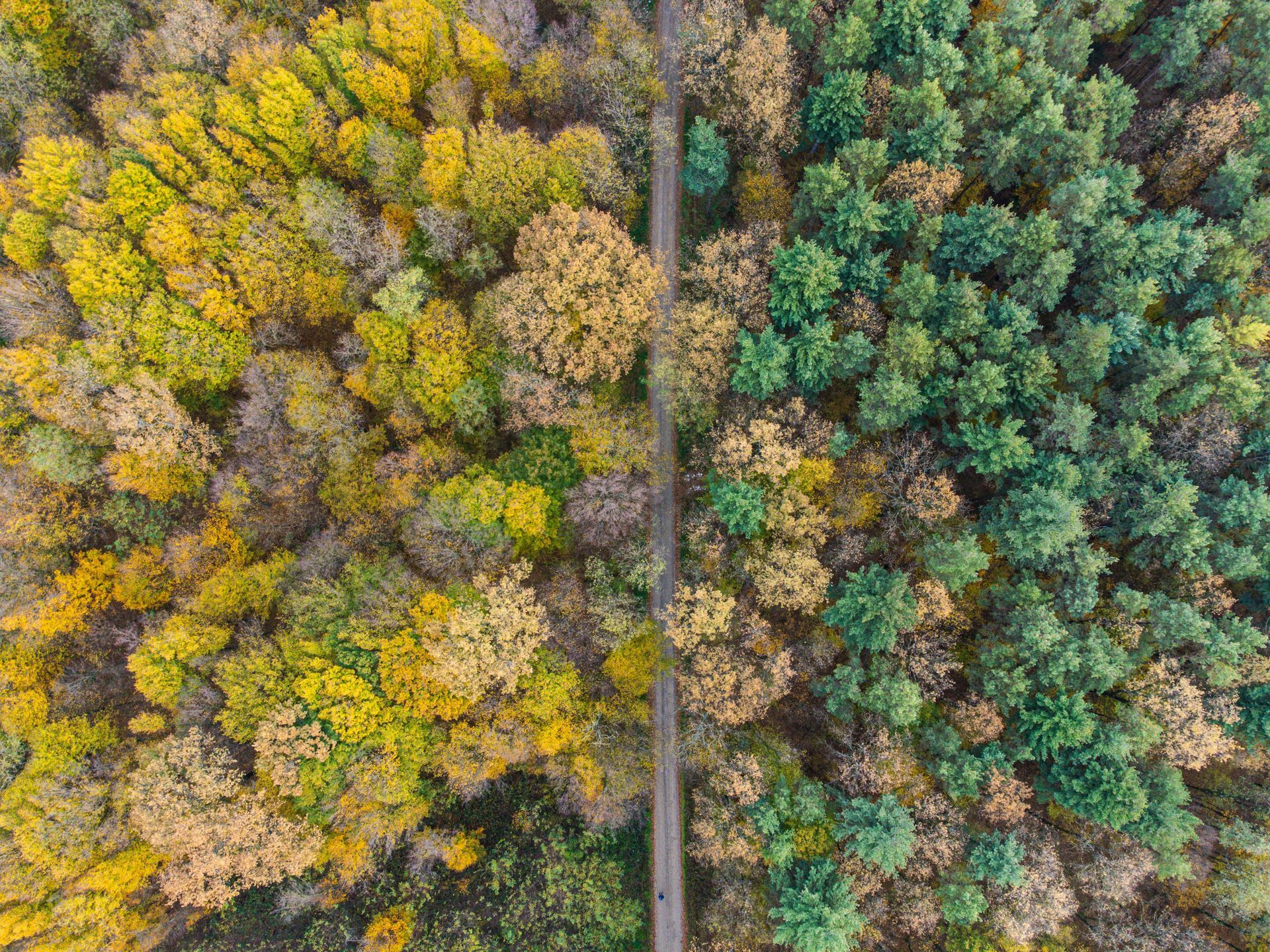 Aerial view of a road dividing autumn forest and green coniferous trees