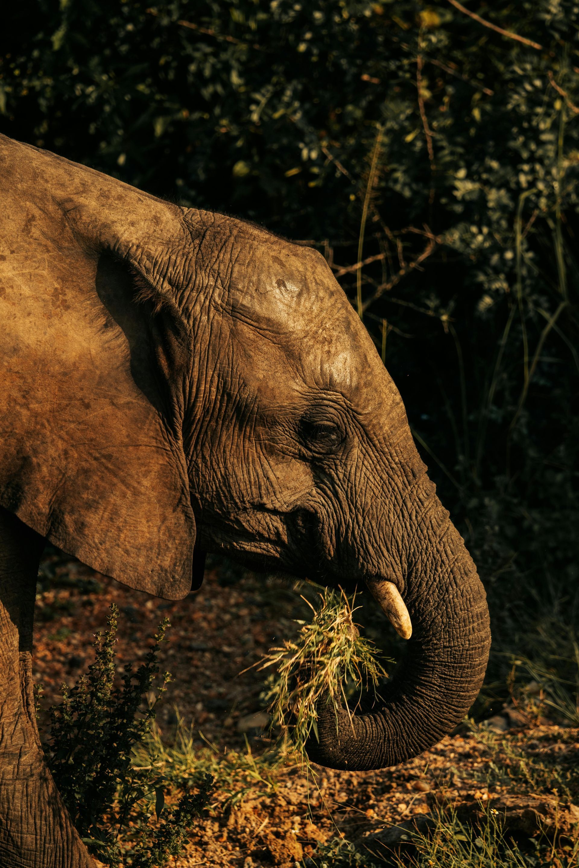 Elephant grazing on dry grass in a forest clearing