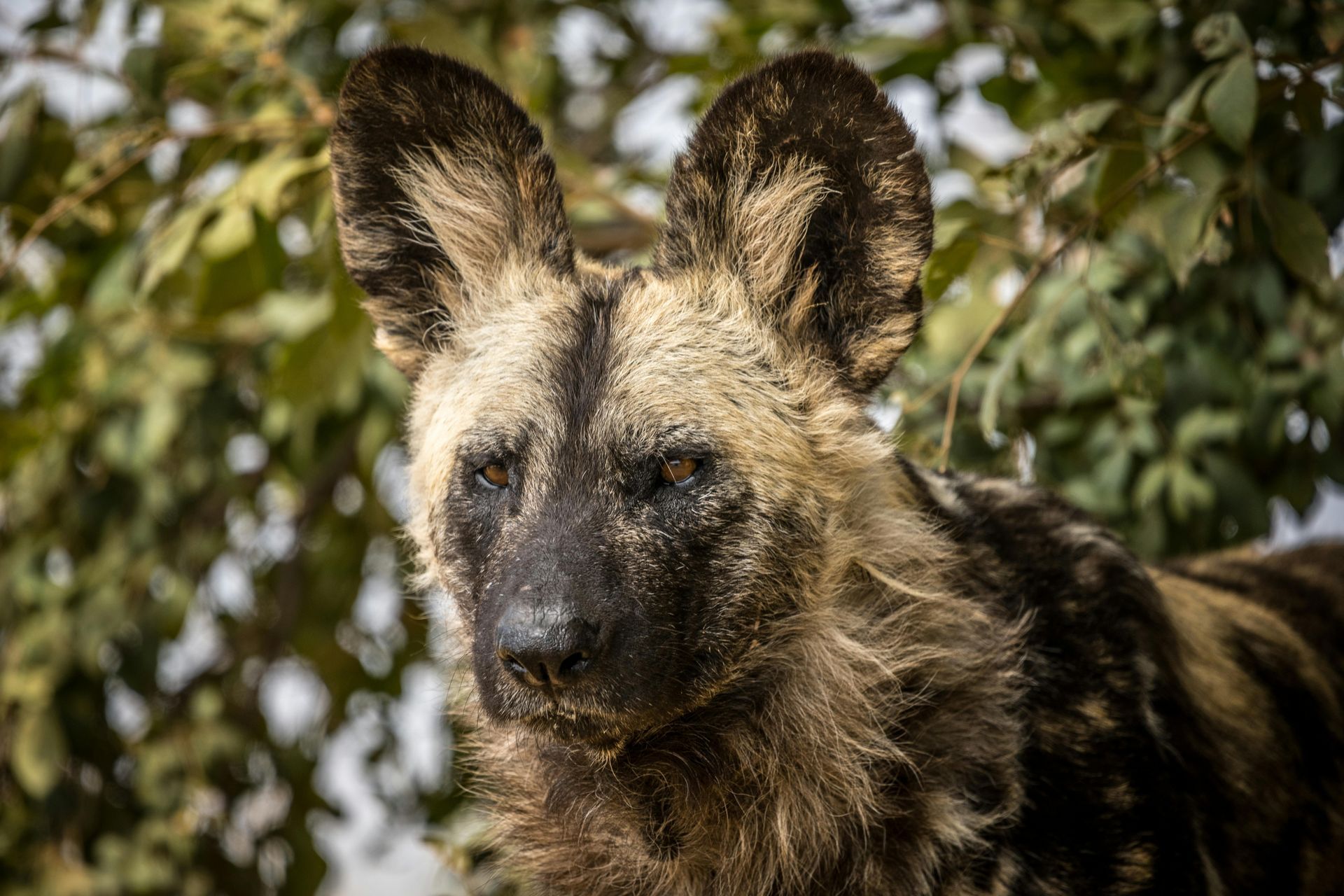 African wild dog in a leafy forest, facing the camera with alert ears and dark mottled fur