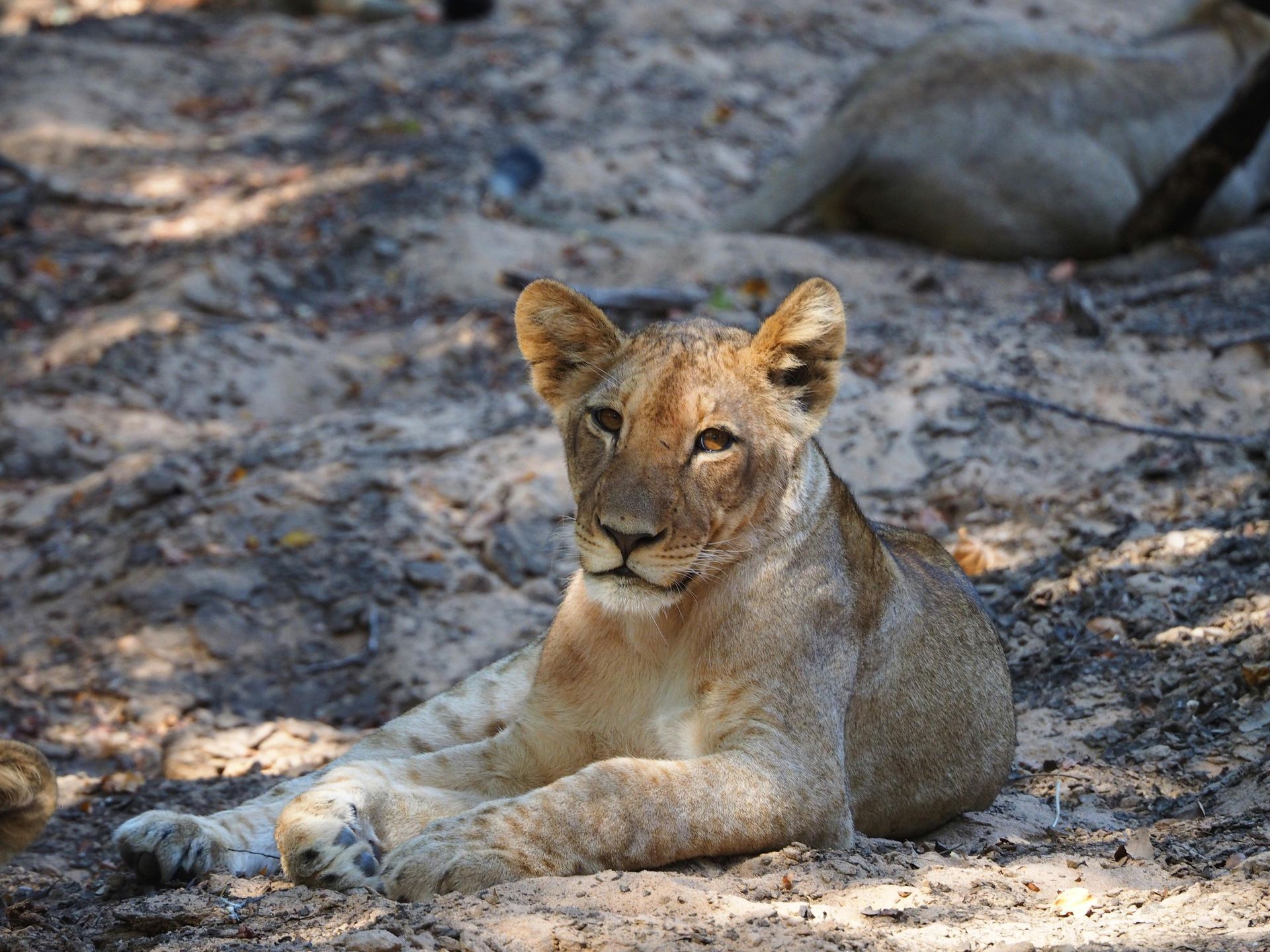 Lioness resting on rocky ground in sunlight, lying with front paws crossed.