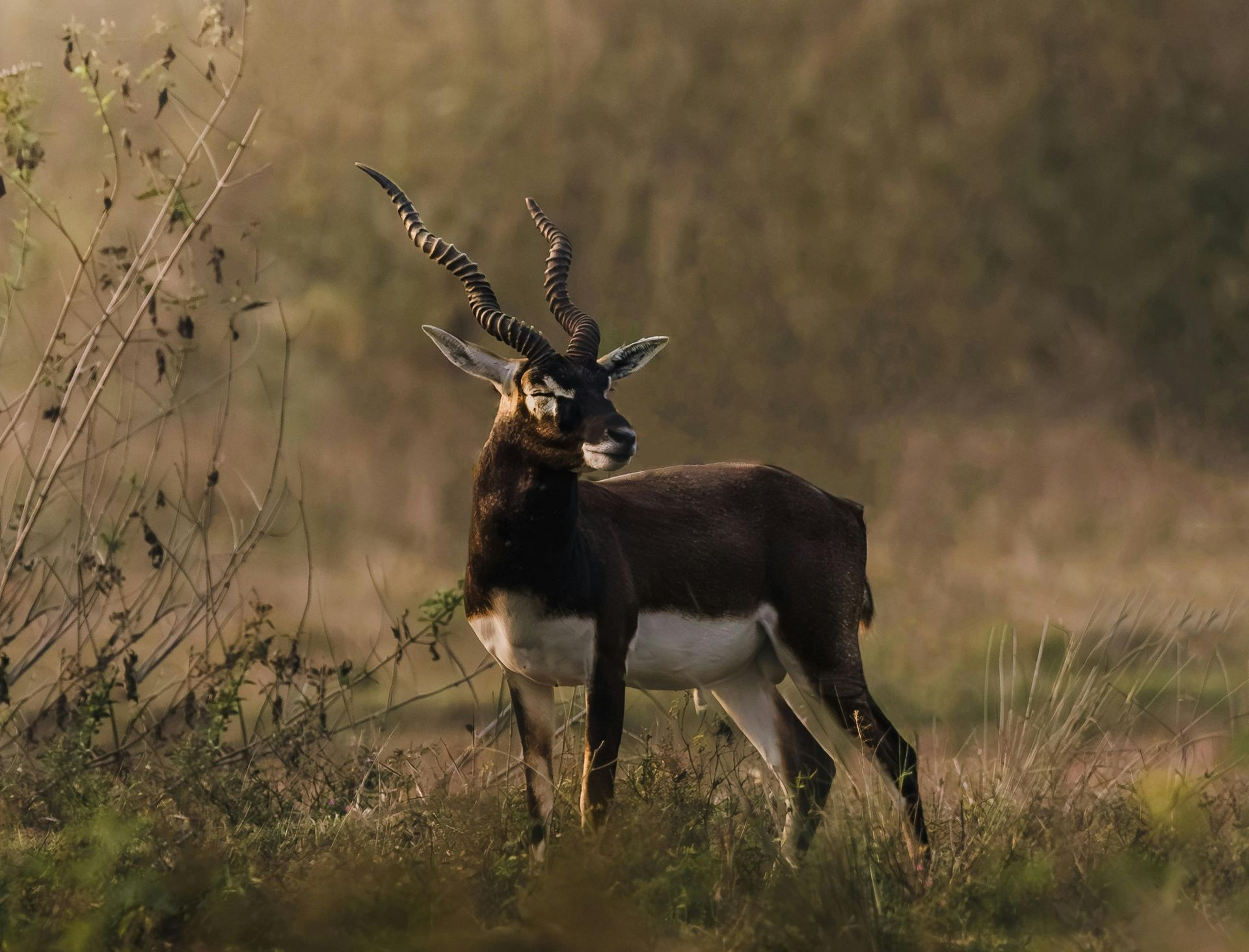 Blackbuck antelope standing in grassy field, with tall spiraled horns and dark brown and white coat.