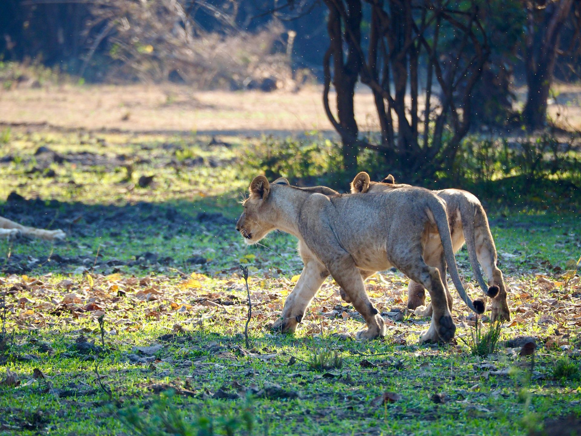 Maputo National Park Safari and Beach Holidays in Mozambique