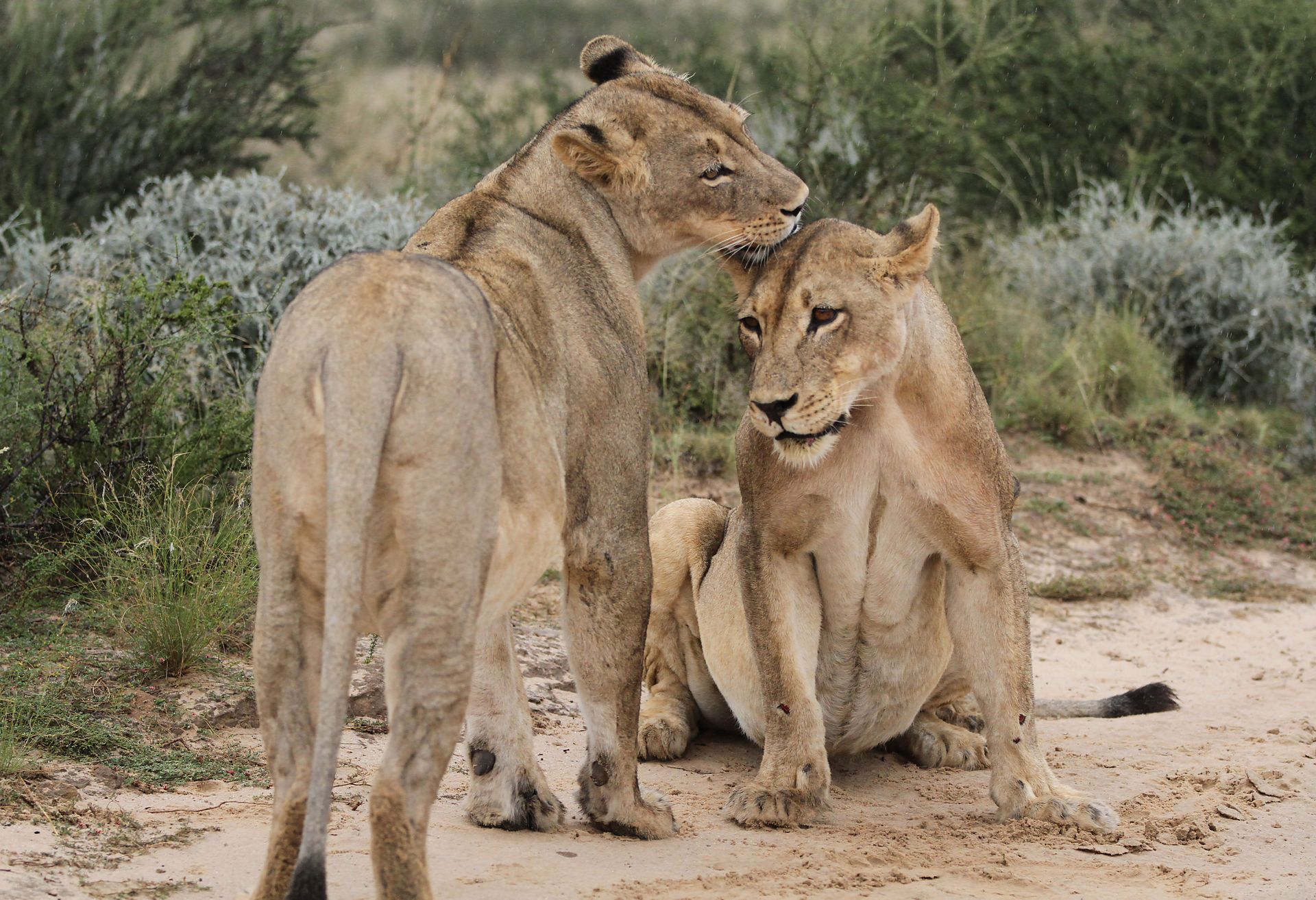 Two lions in a sandy clearing, one standing beside a seated lioness with shrubland in the background