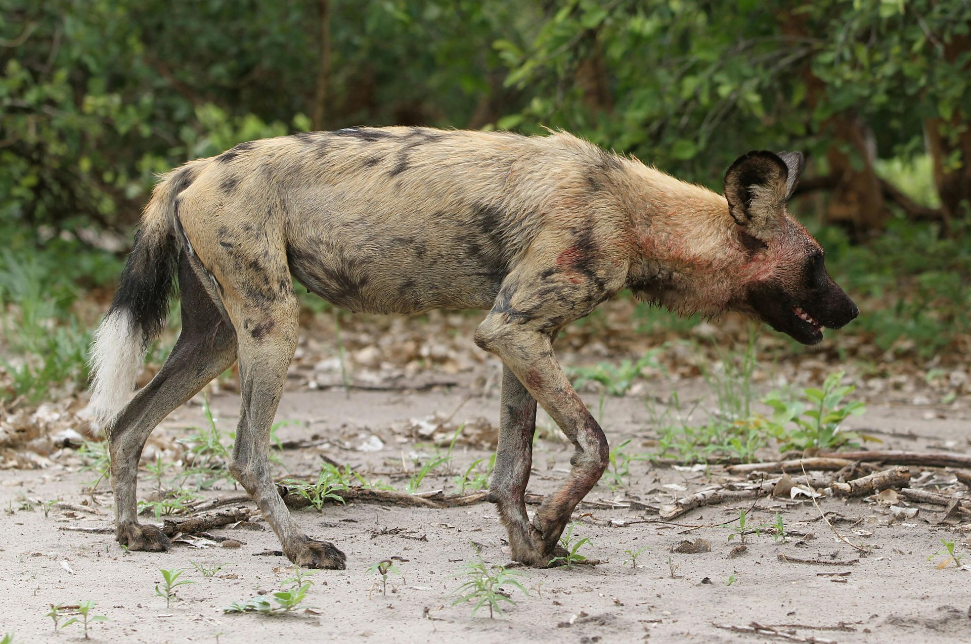 Spotted hyena walking across muddy ground in a green forest clearing