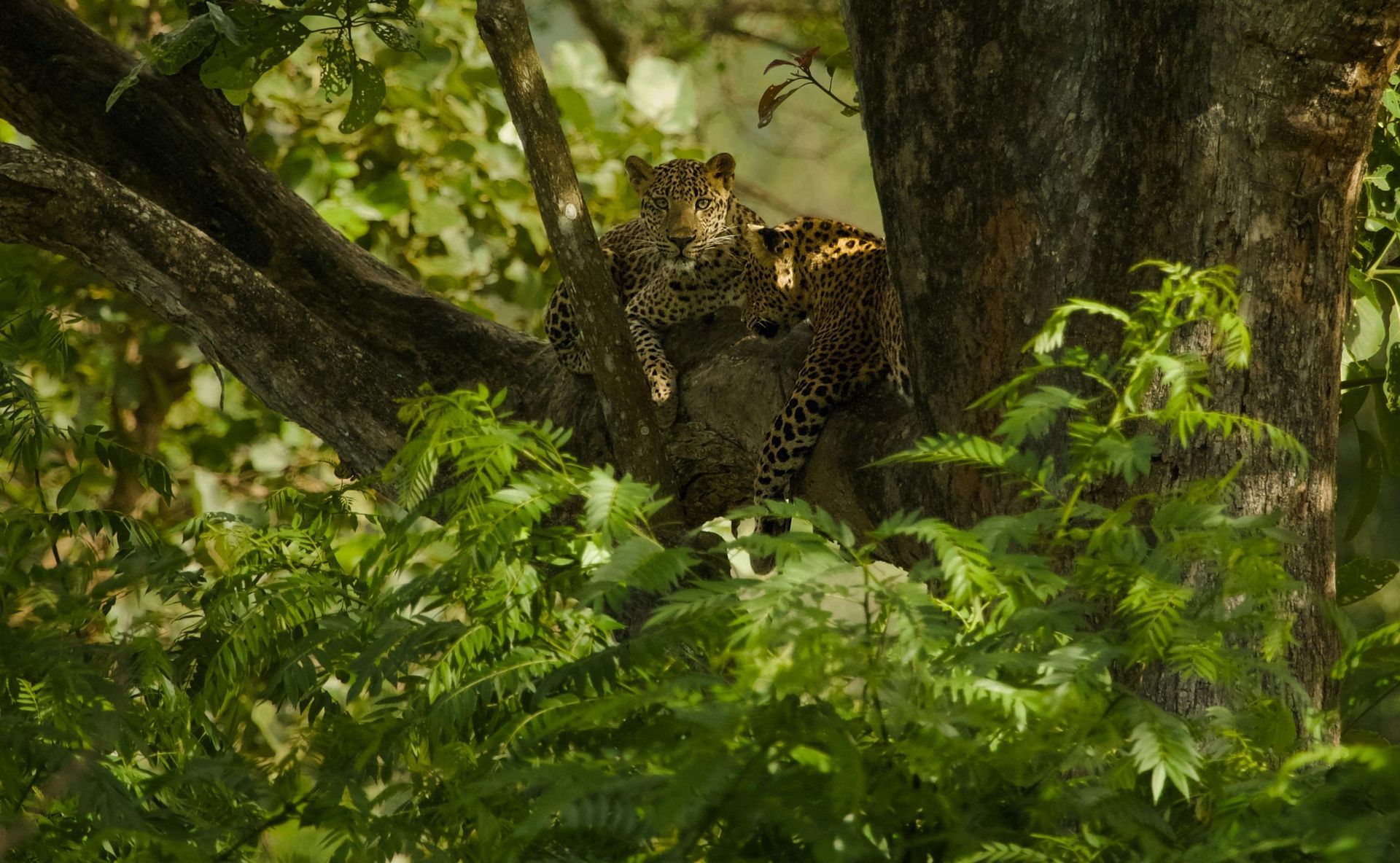 Leopard resting in a tree amid dense green foliage