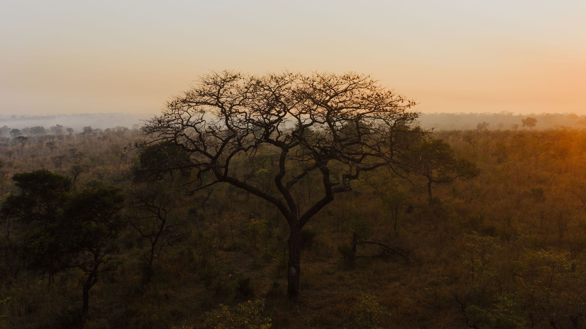 Sunrise over a dry savanna with silhouetted trees and warm orange haze