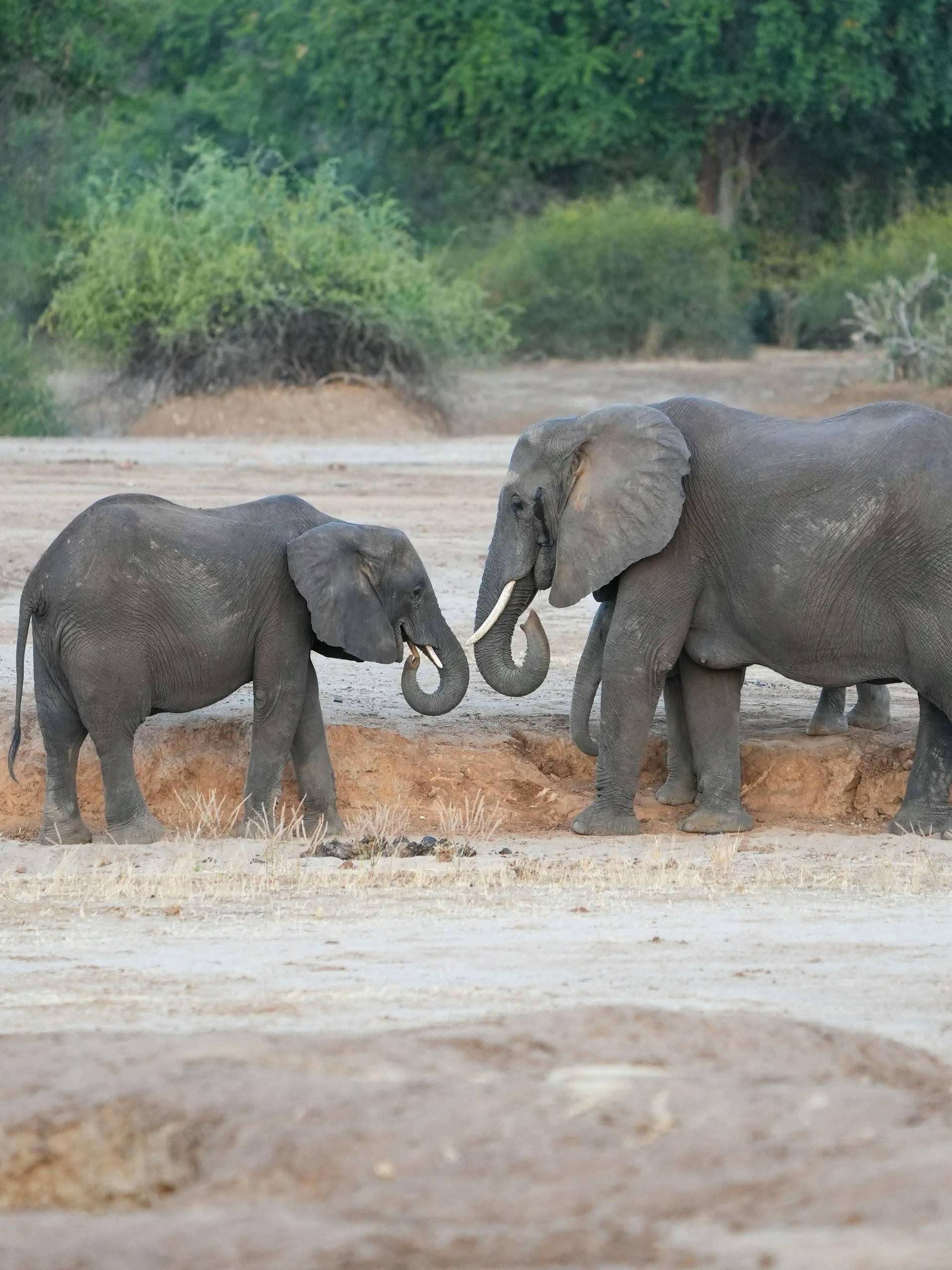Two elephants touching trunks beside a smaller elephant in a dry, bushy landscape.