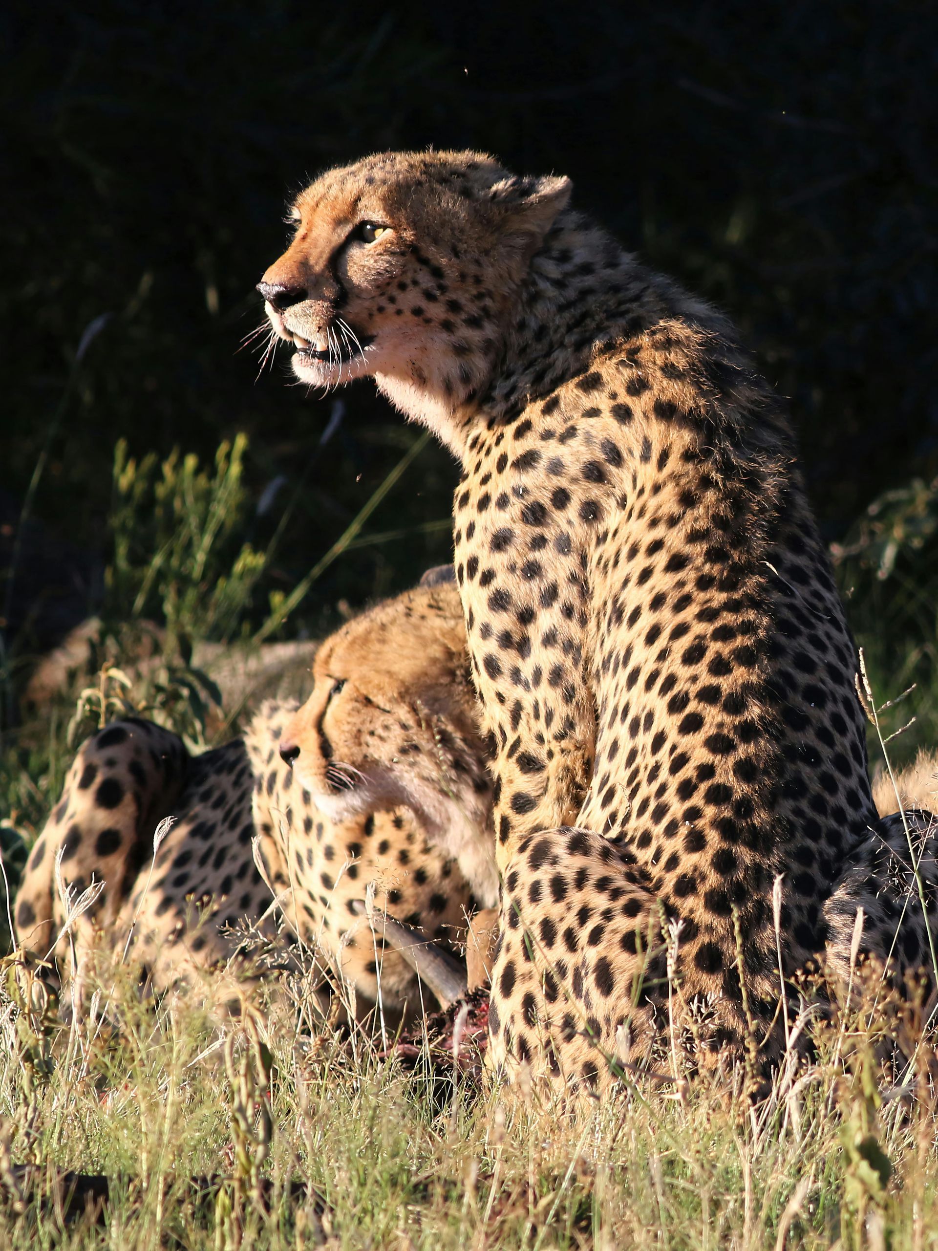 Two cheetahs in tall grass, one standing alert and snarling in sunlight.