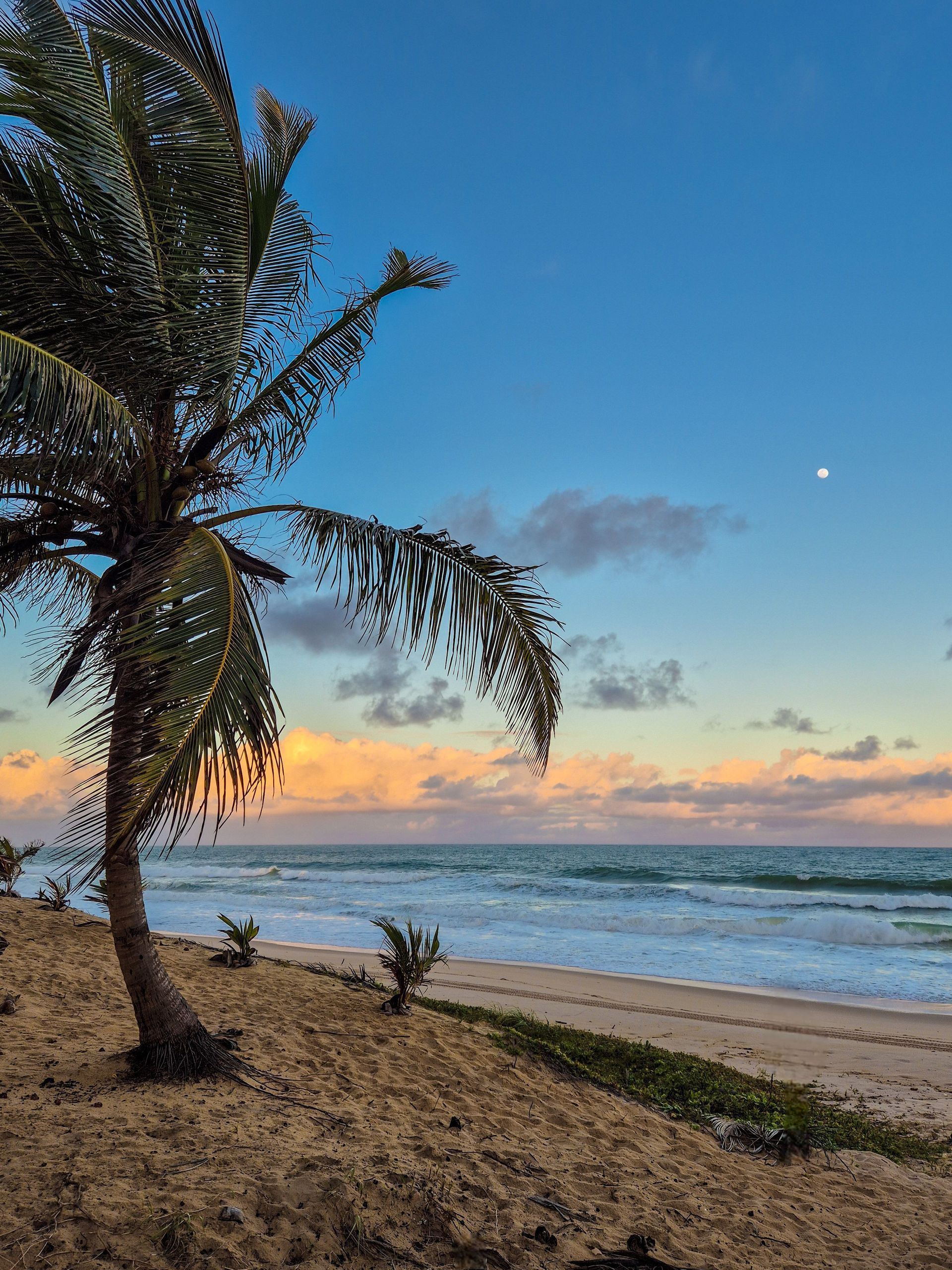 Palm tree on a sandy beach at sunset, with calm waves and a blue sky.
