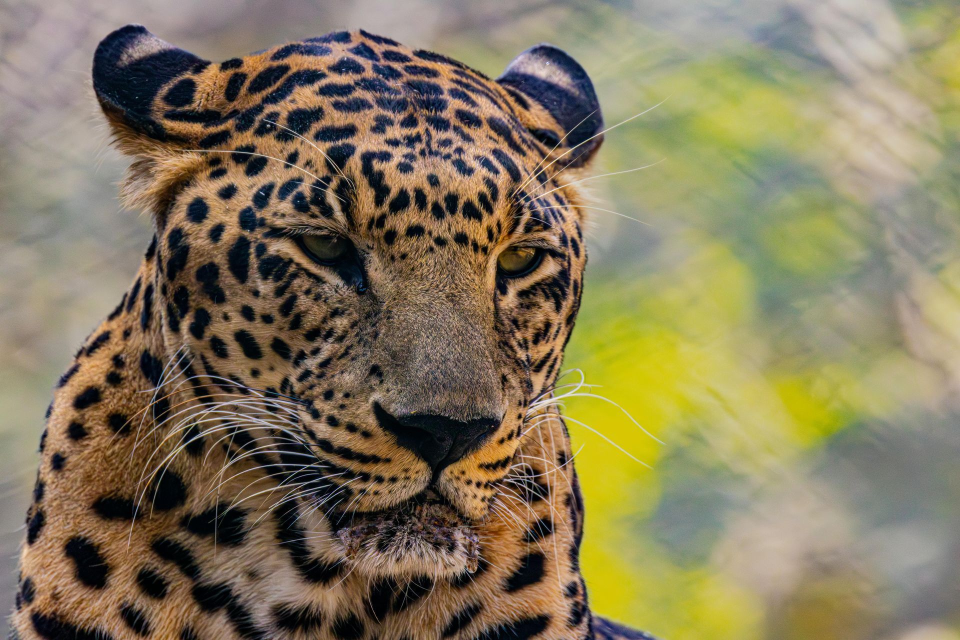 Close-up of a leopard with golden fur and black spots, looking forward against a blurred green background