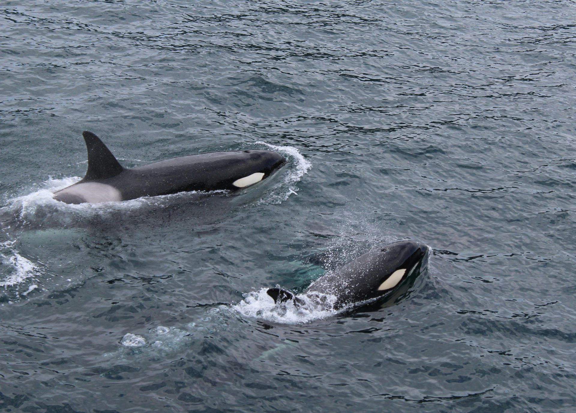 Two orcas swimming side by side in gray-blue ocean water.
