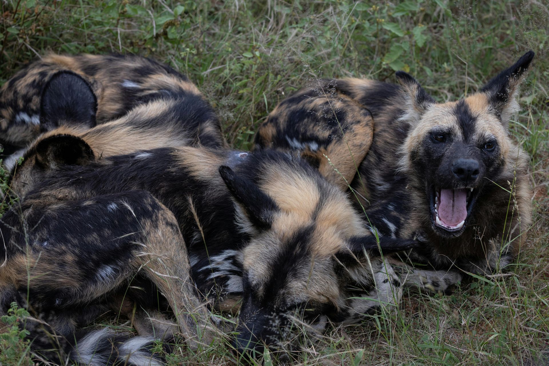 Several wild dogs lying in grass, one panting with mouth open