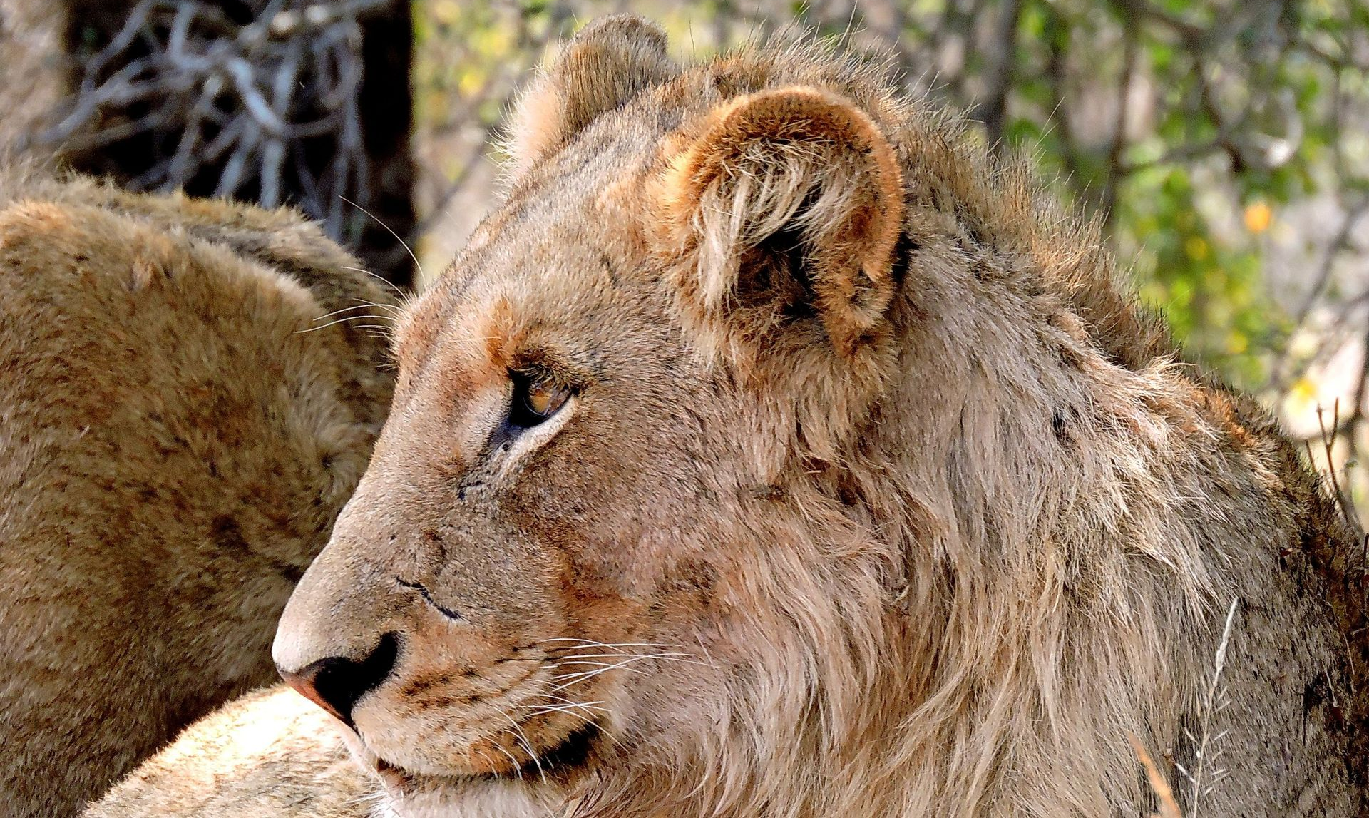 Lion resting in a natural setting, shown in side profile with blurred trees behind it.