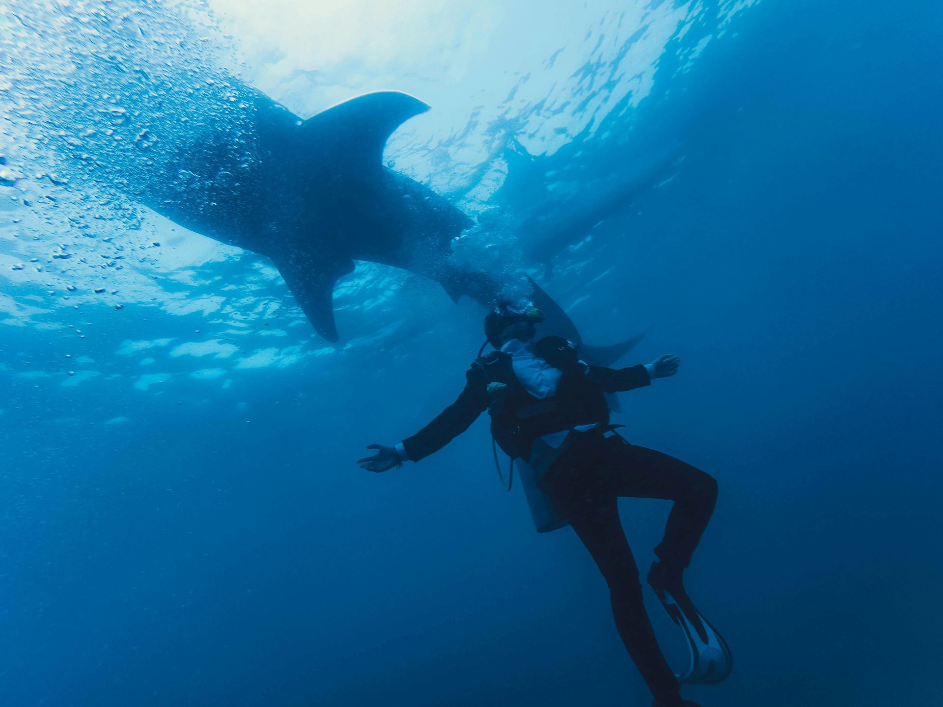 Scuba diver underwater beneath a large manta ray in blue ocean water
