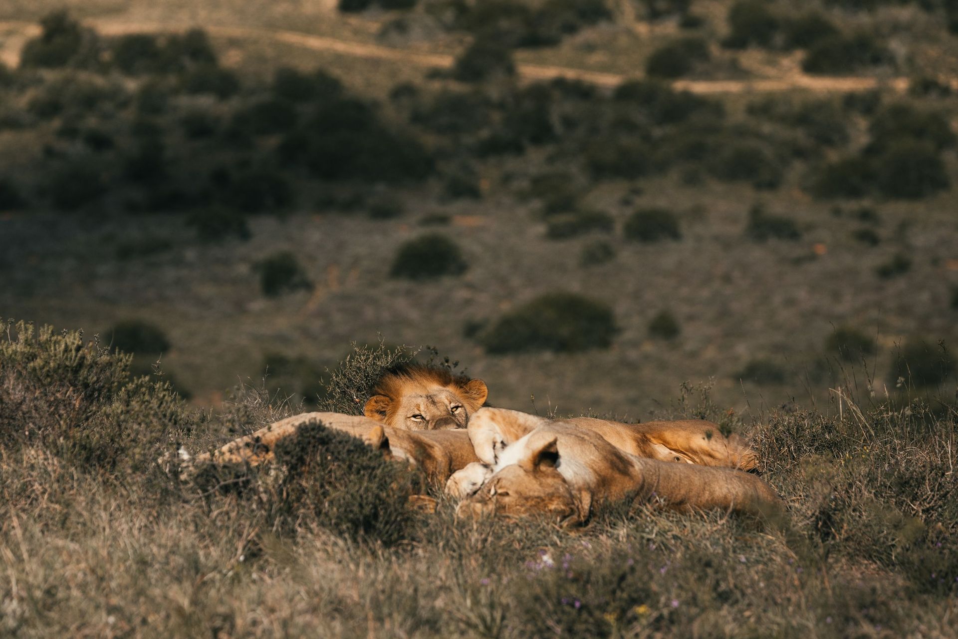 Two lions resting in tall grass on a savanna hillside