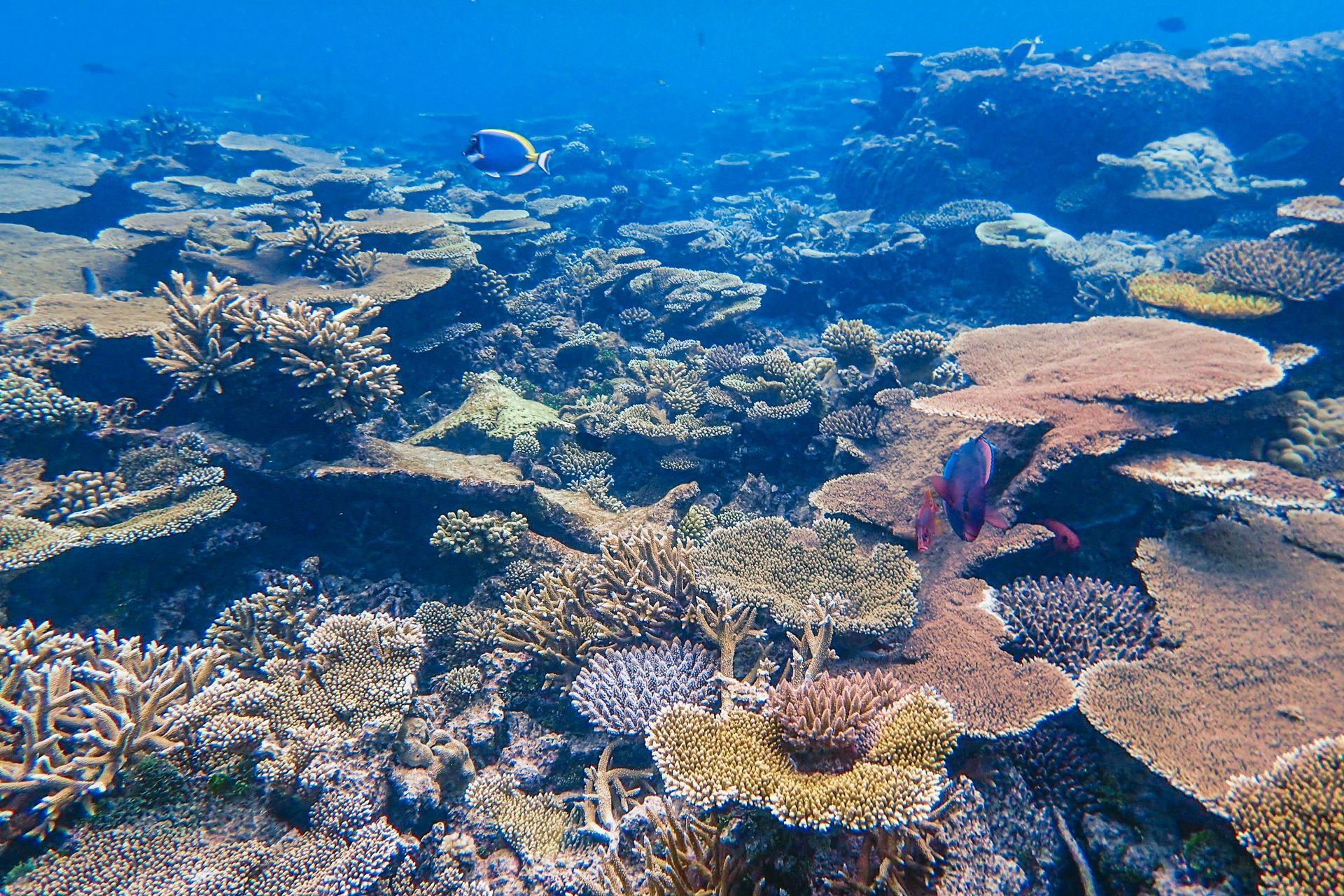 Underwater coral reef with colorful corals and clear blue water