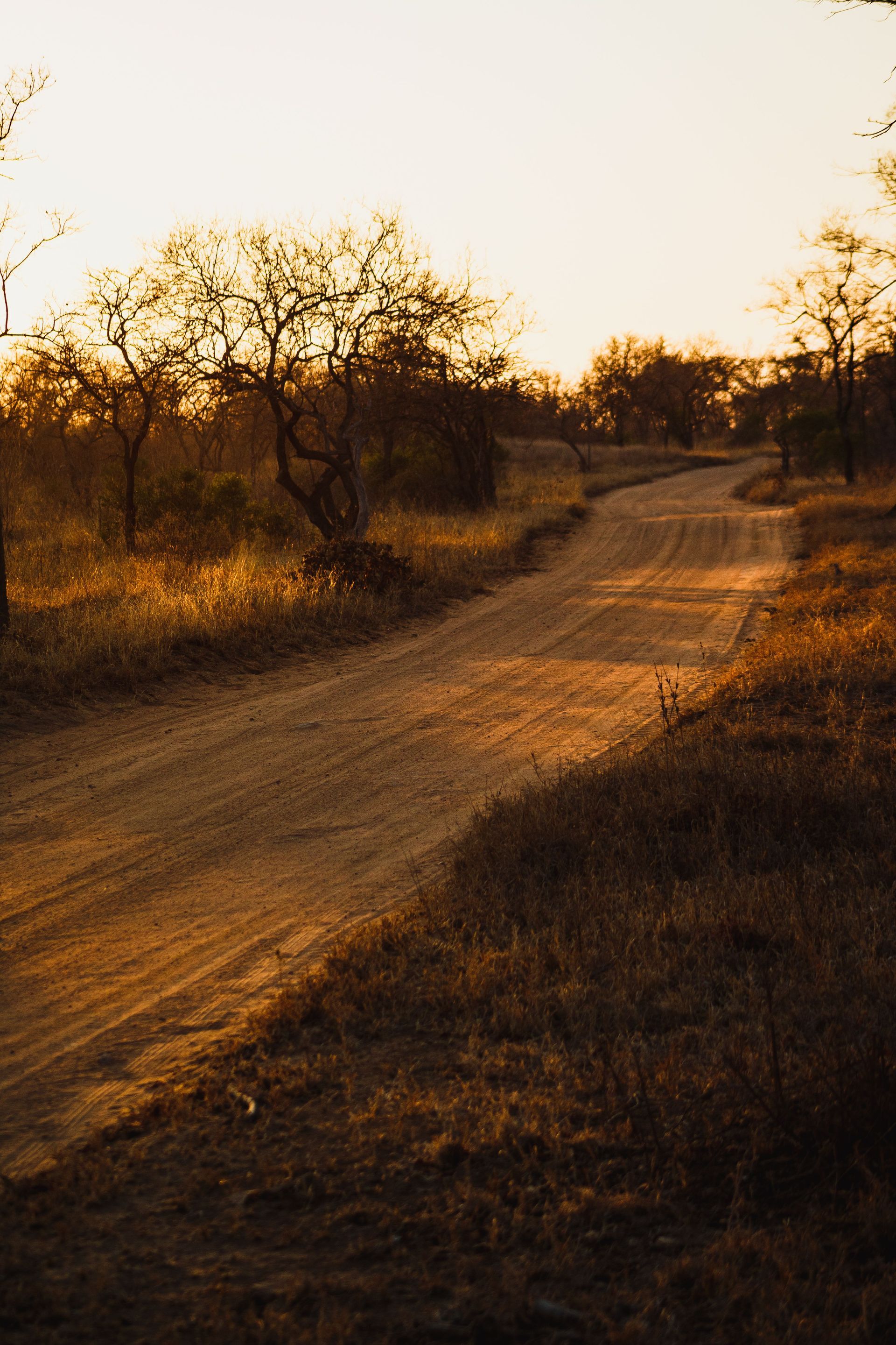 Sunlit dirt road winding through dry trees and brush at golden hour