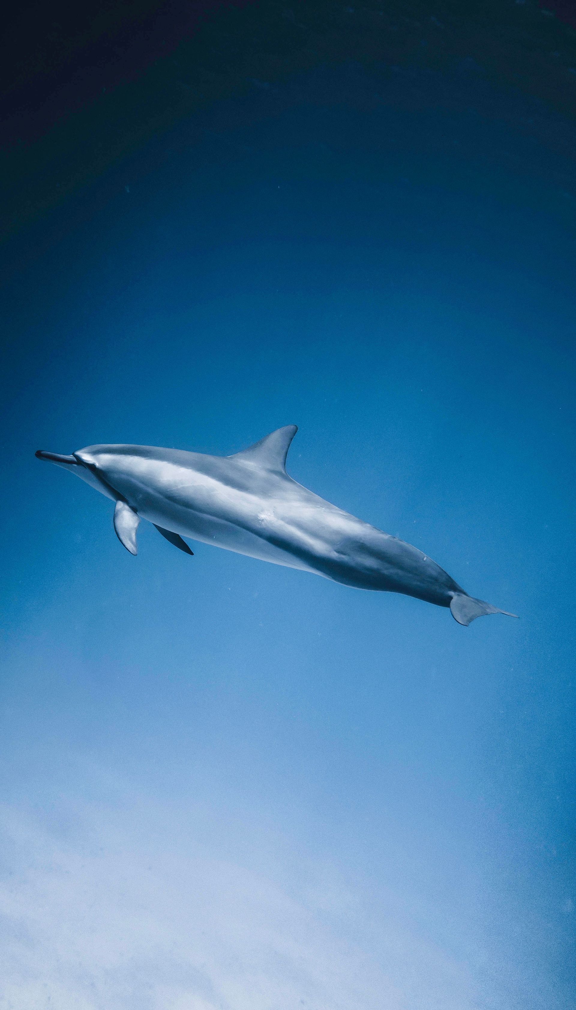 A dolphin swimming underwater against a blue ocean background
