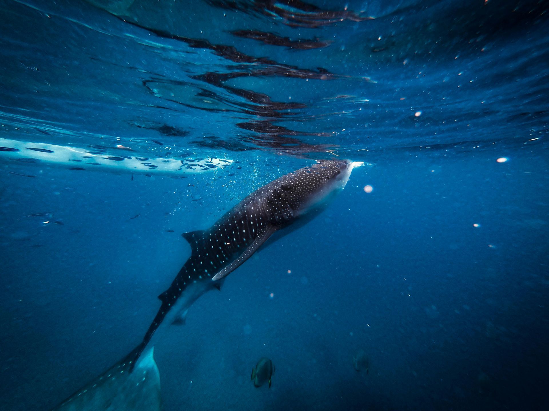 Whale shark swimming underwater in clear blue ocean