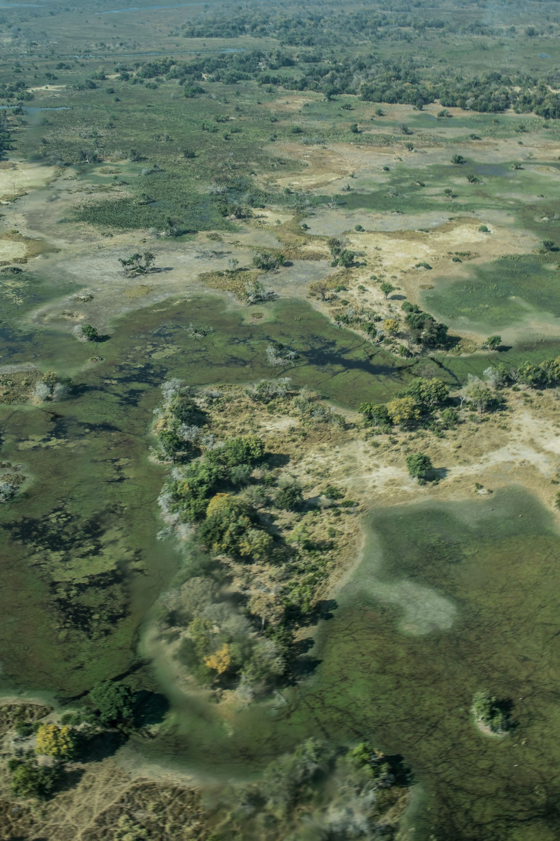 Aerial view of a green wetland with winding waterways and sparse trees