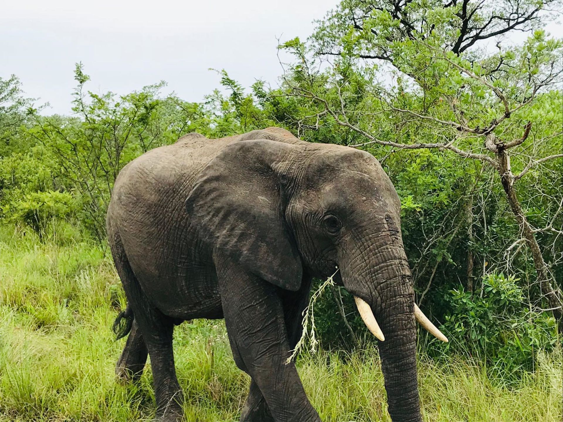 Pestana Kruger and Machangulo 7-Night Package