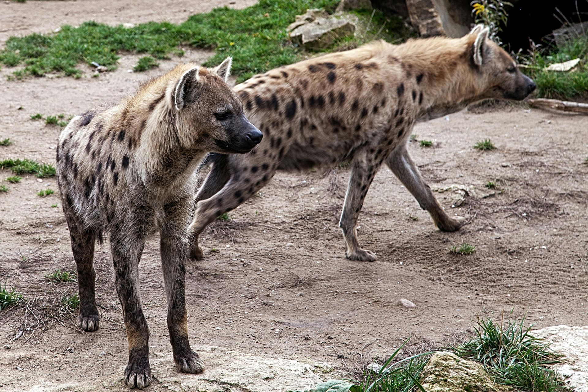 Two spotted hyenas standing on dirt, one facing left and one walking right