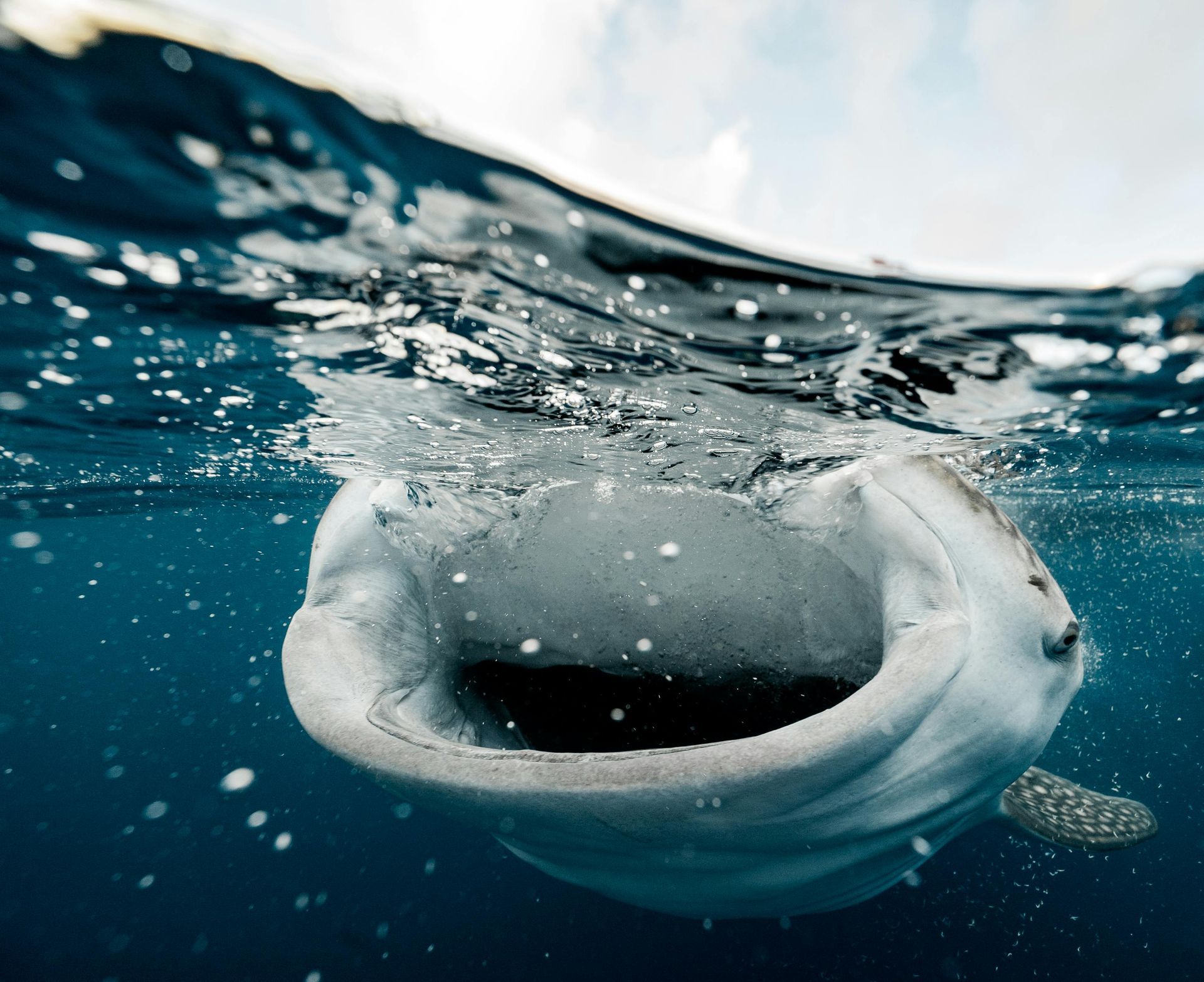 A white whale swimming just below the ocean surface with water ripples above