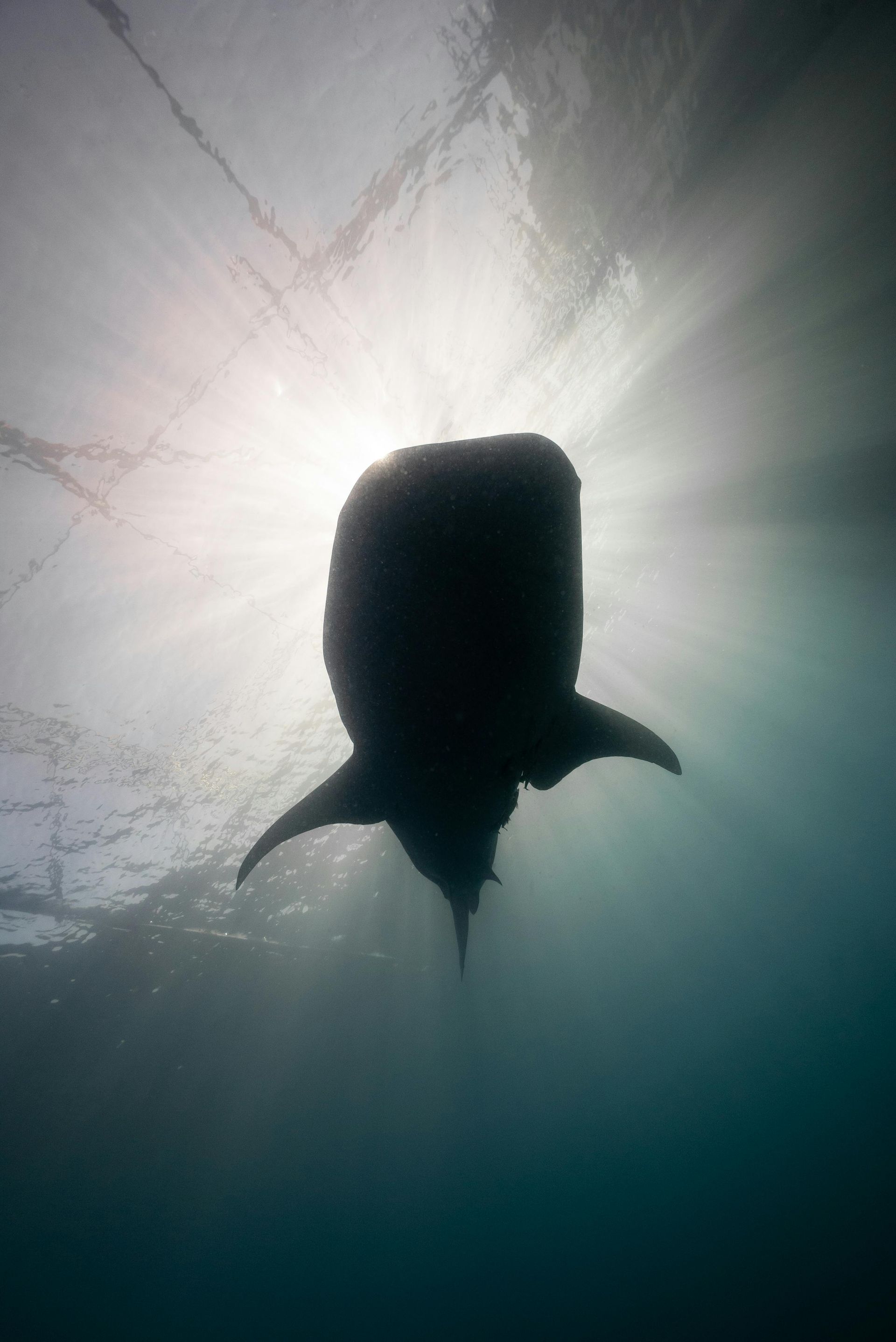 Silhouette of a whale shark swimming beneath bright sunlight in blue water