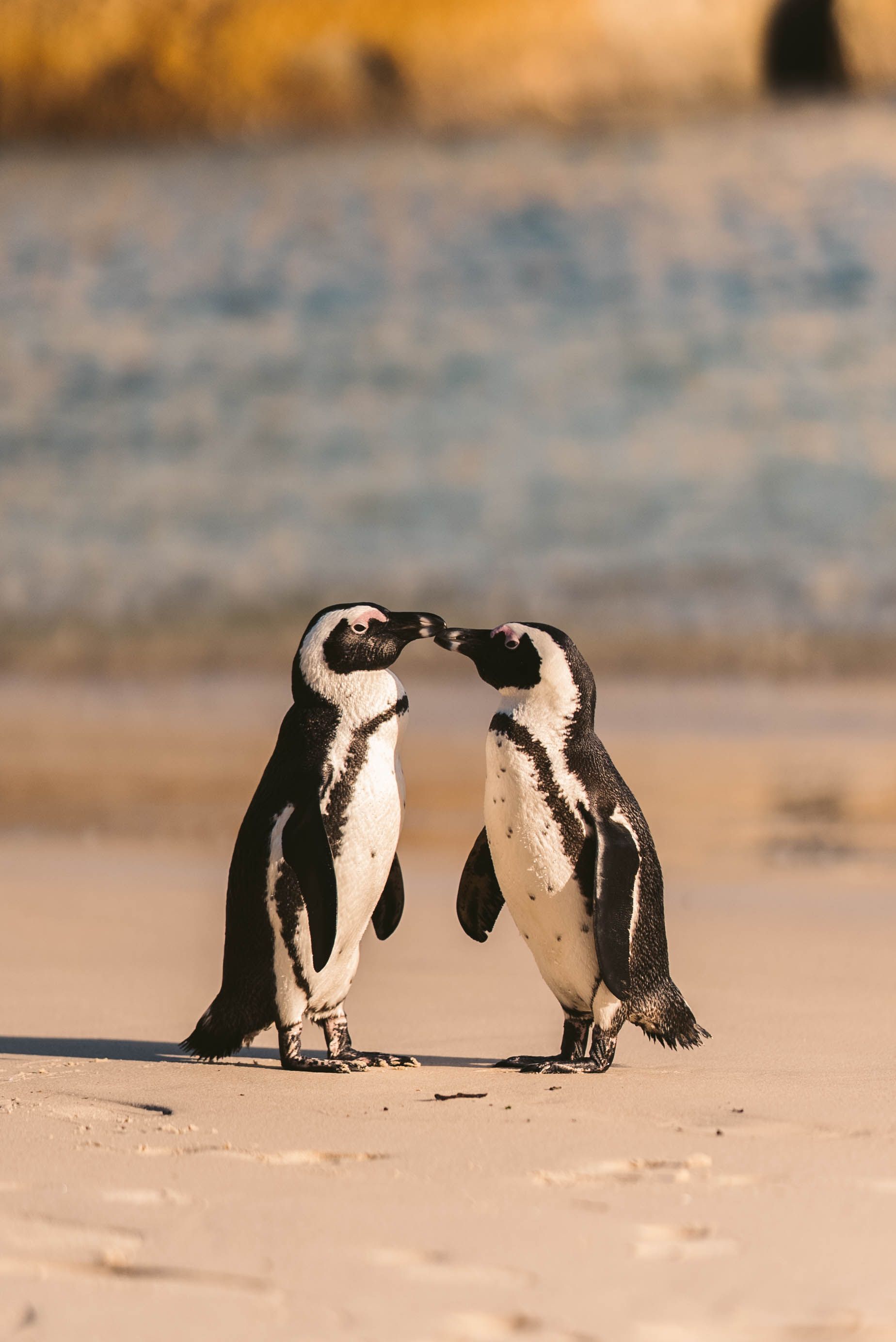 Cape Town, Sabi Sands & Benguerra Honeymoon
