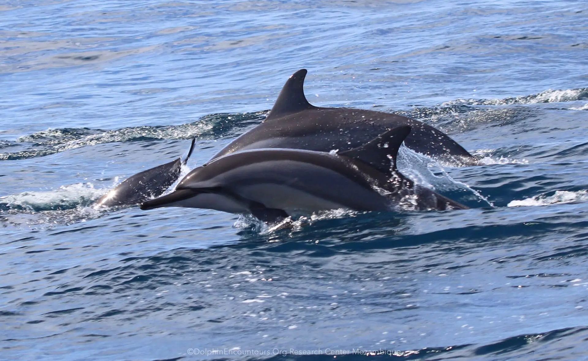 Two dolphins swimming side by side in choppy blue ocean water