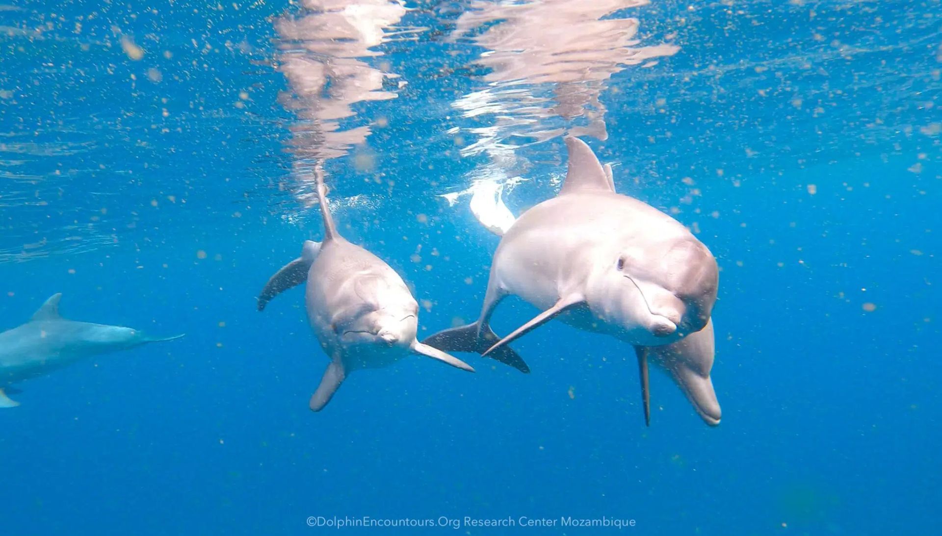 Two dolphins swimming underwater near the bright surface of a blue ocean