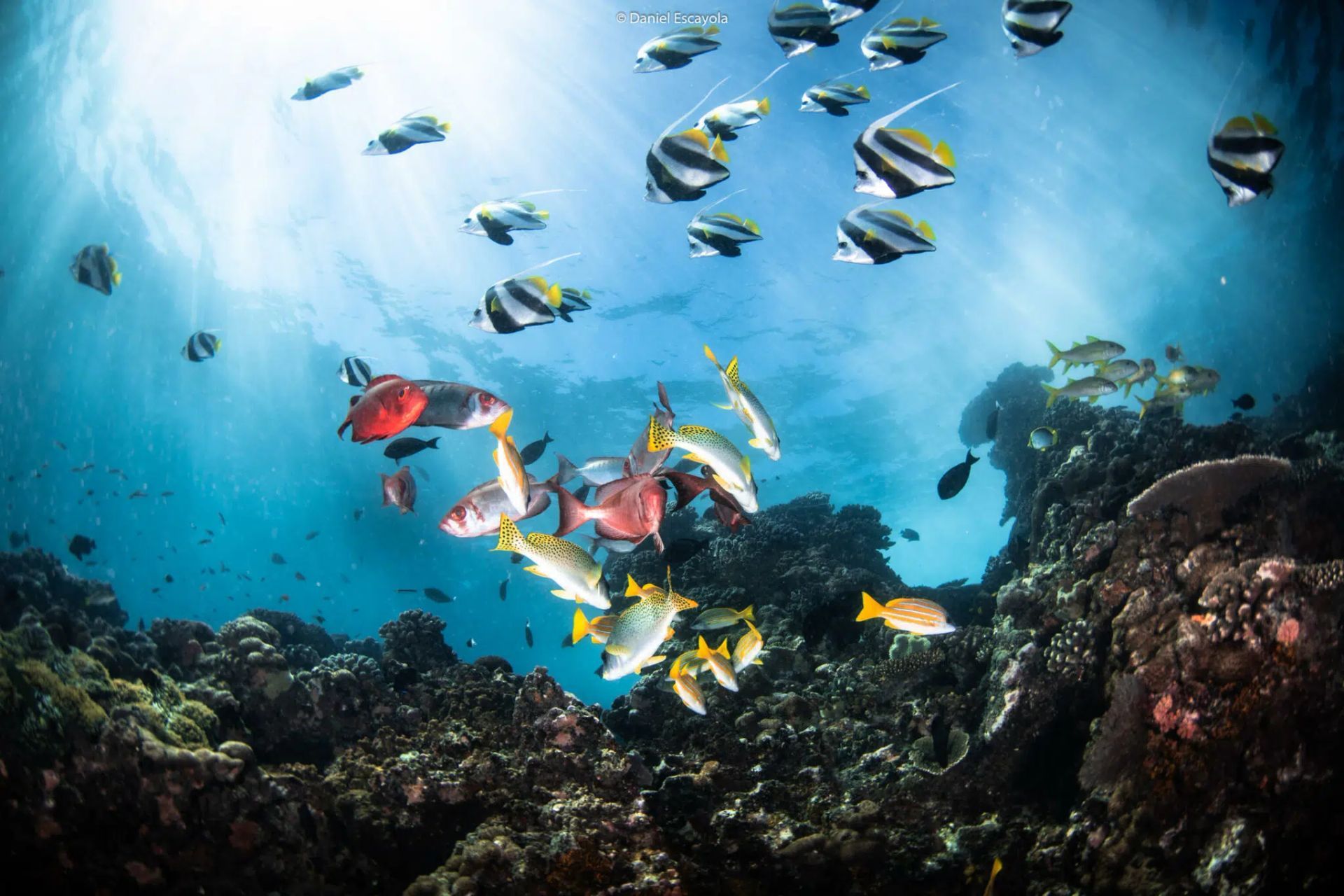 Colorful fish swimming over a coral reef in clear blue ocean water